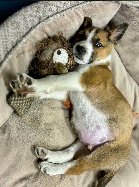 Enlarge Walter, an adopted mixed breed in Eutawville, SC image 4/6