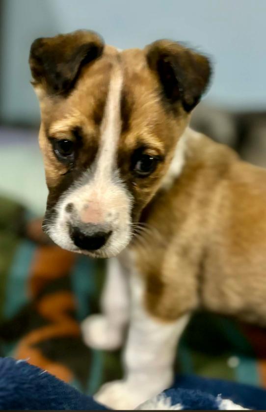 Walter, a ADOPTABLE mixed breed in Eutawville, SC image 3/6