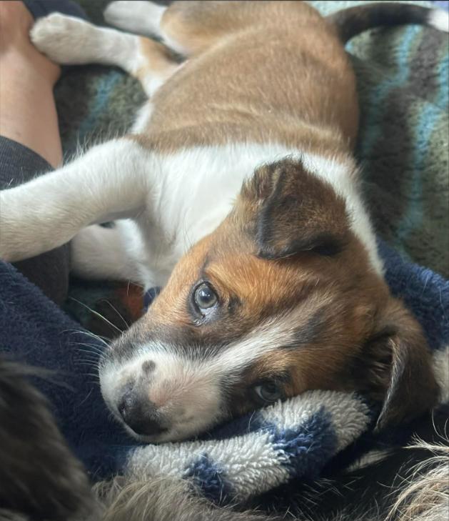 Walter, ADOPTABLE, Puppy Male Mixed Breed.