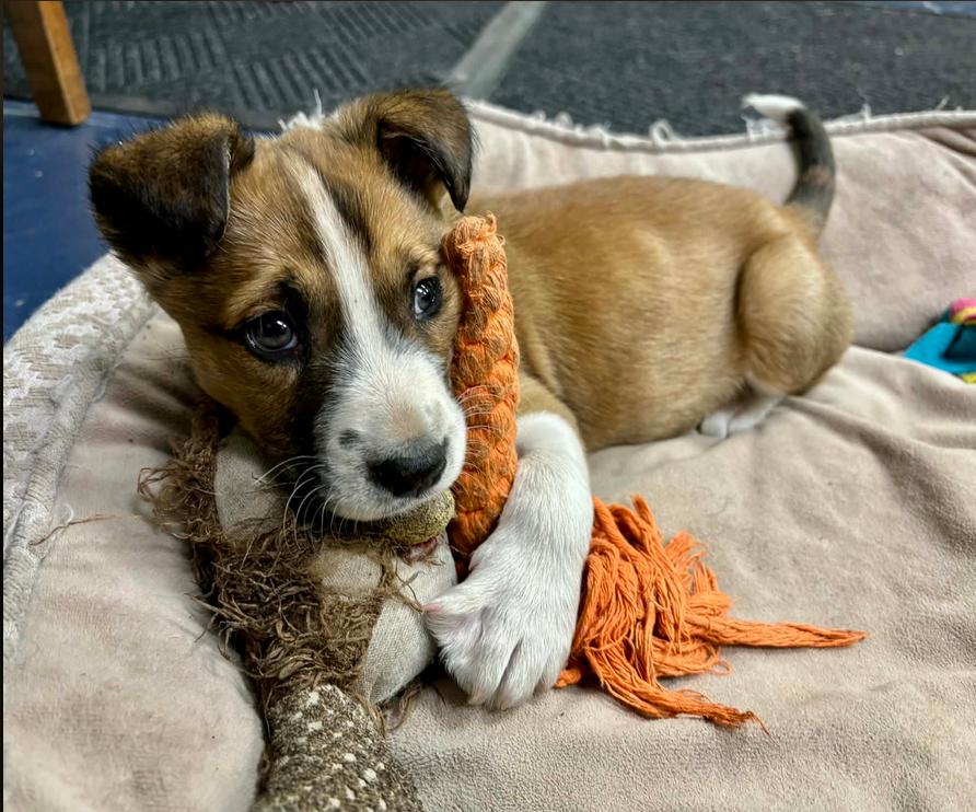 Enlarge Walter, an adopted mixed breed in Eutawville, SC image 2/6