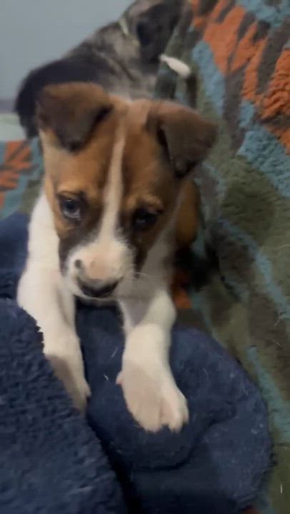 Enlarge Walter, a ADOPTABLE mixed breed in Eutawville, SC video 6/6