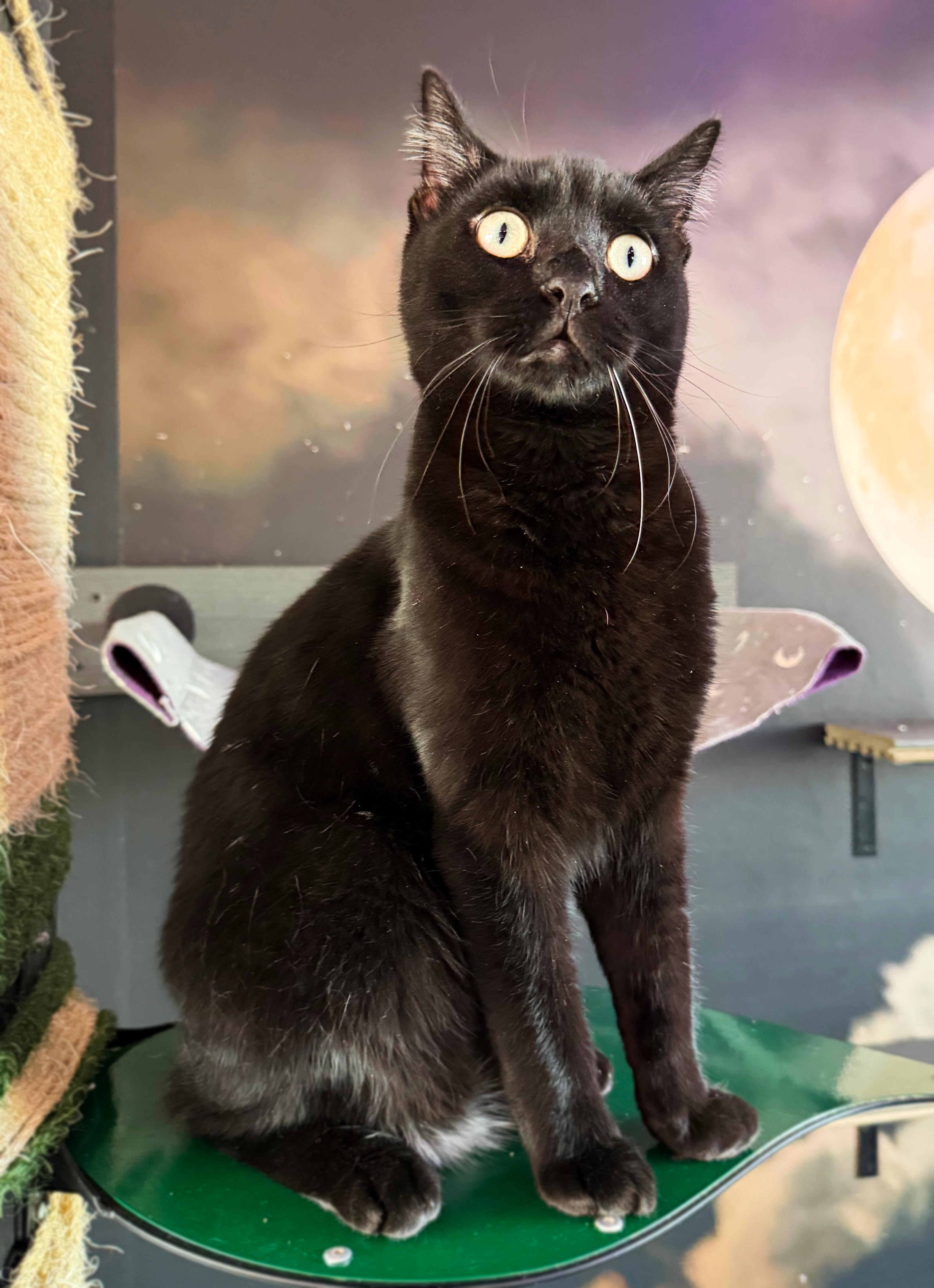 Enlarge Lennon, a ADOPTABLE Domestic Short Hair in Asheville, NC image 1/2