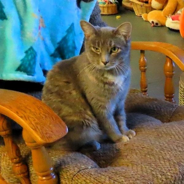 Zanna, Adoptable, Adult Female Domestic Short Hair.