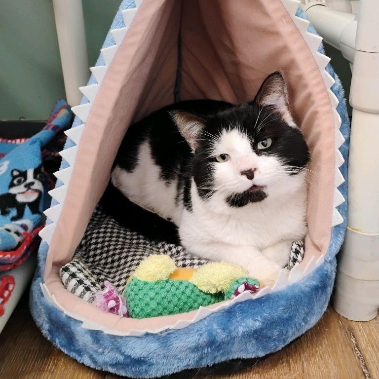 Zebra, adopted, Adult Male Domestic Short Hair.