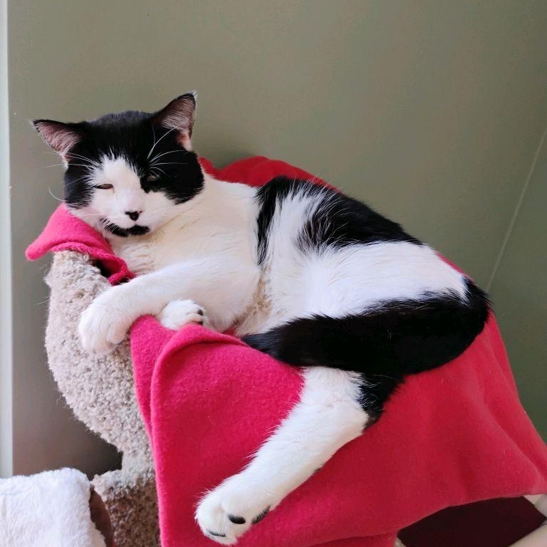 Enlarge Zebra, an adopted mixed breed in Dawsonville, GA image 2/2