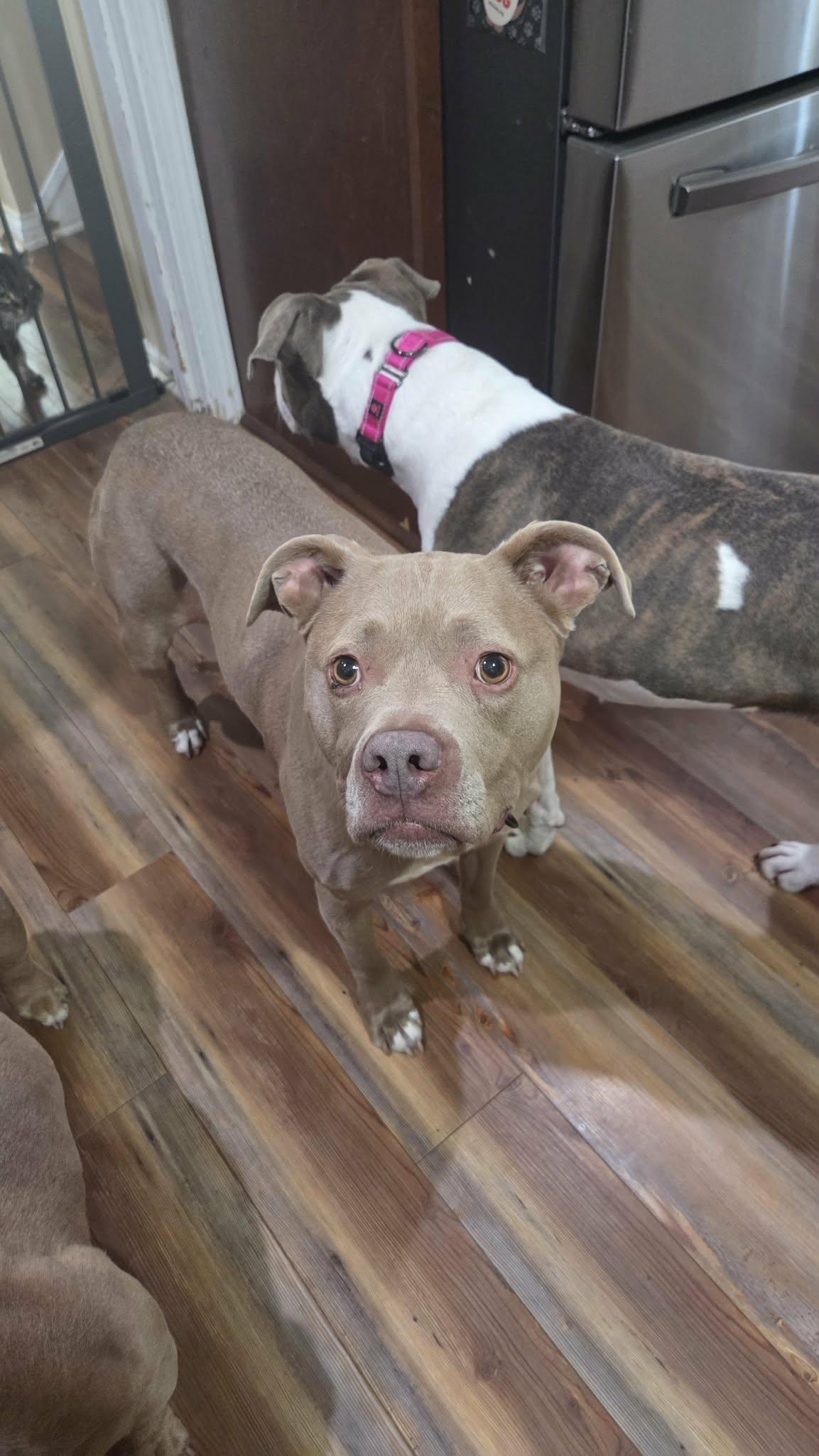 Twix, a ADOPTABLE mixed breed in Indianapolis, IN image 5/5