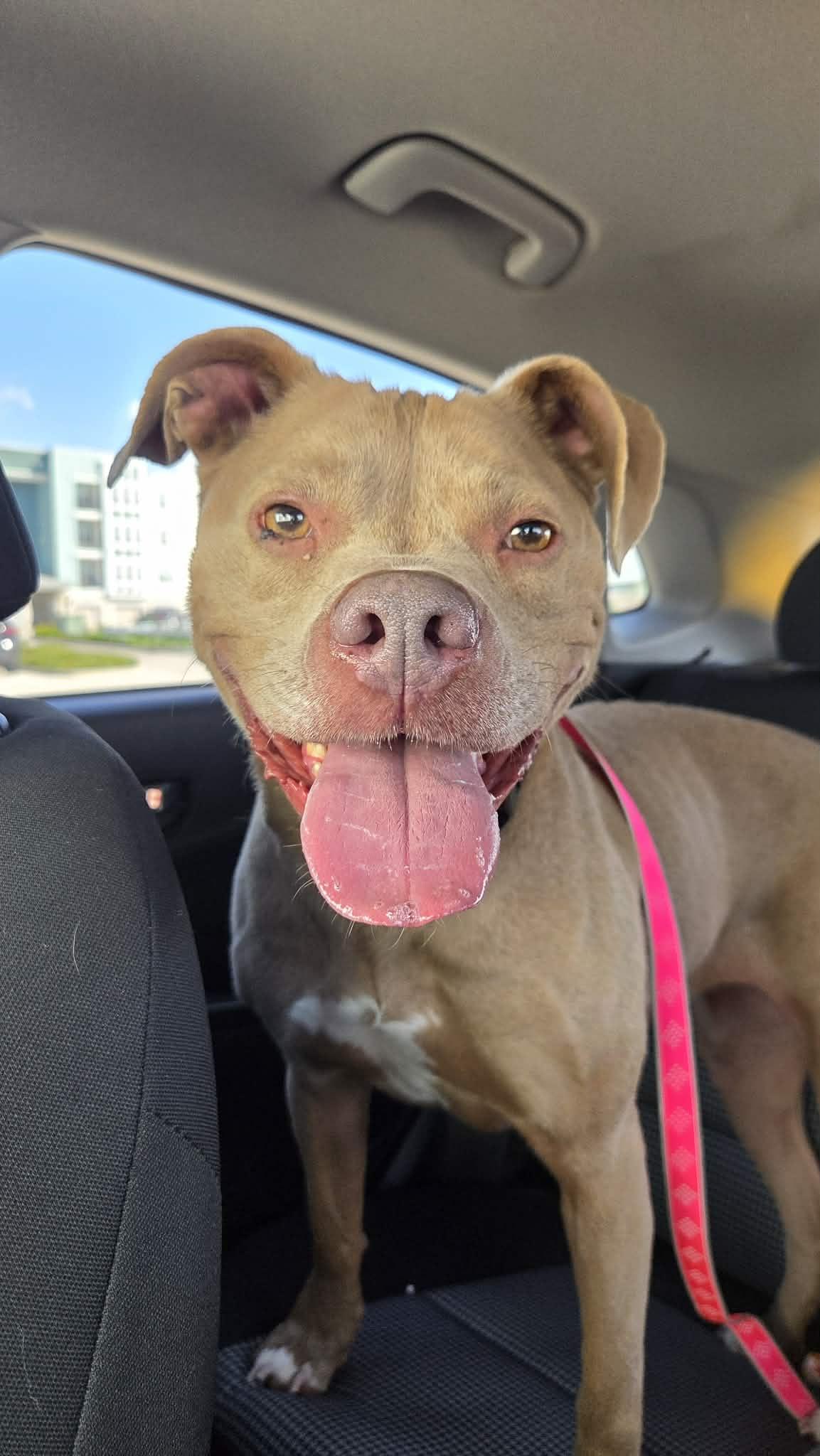 Twix, a ADOPTABLE mixed breed in Indianapolis, IN image 2/5