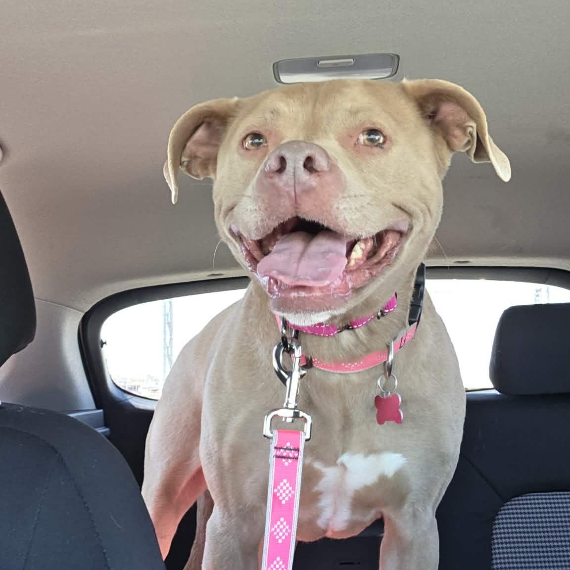 Twix, a ADOPTABLE mixed breed in Indianapolis, IN image 1/5