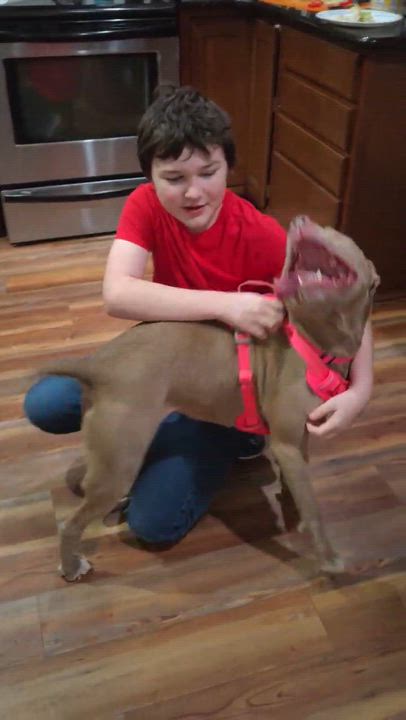 Enlarge Twix, a ADOPTABLE mixed breed in Indianapolis, IN video 4/5