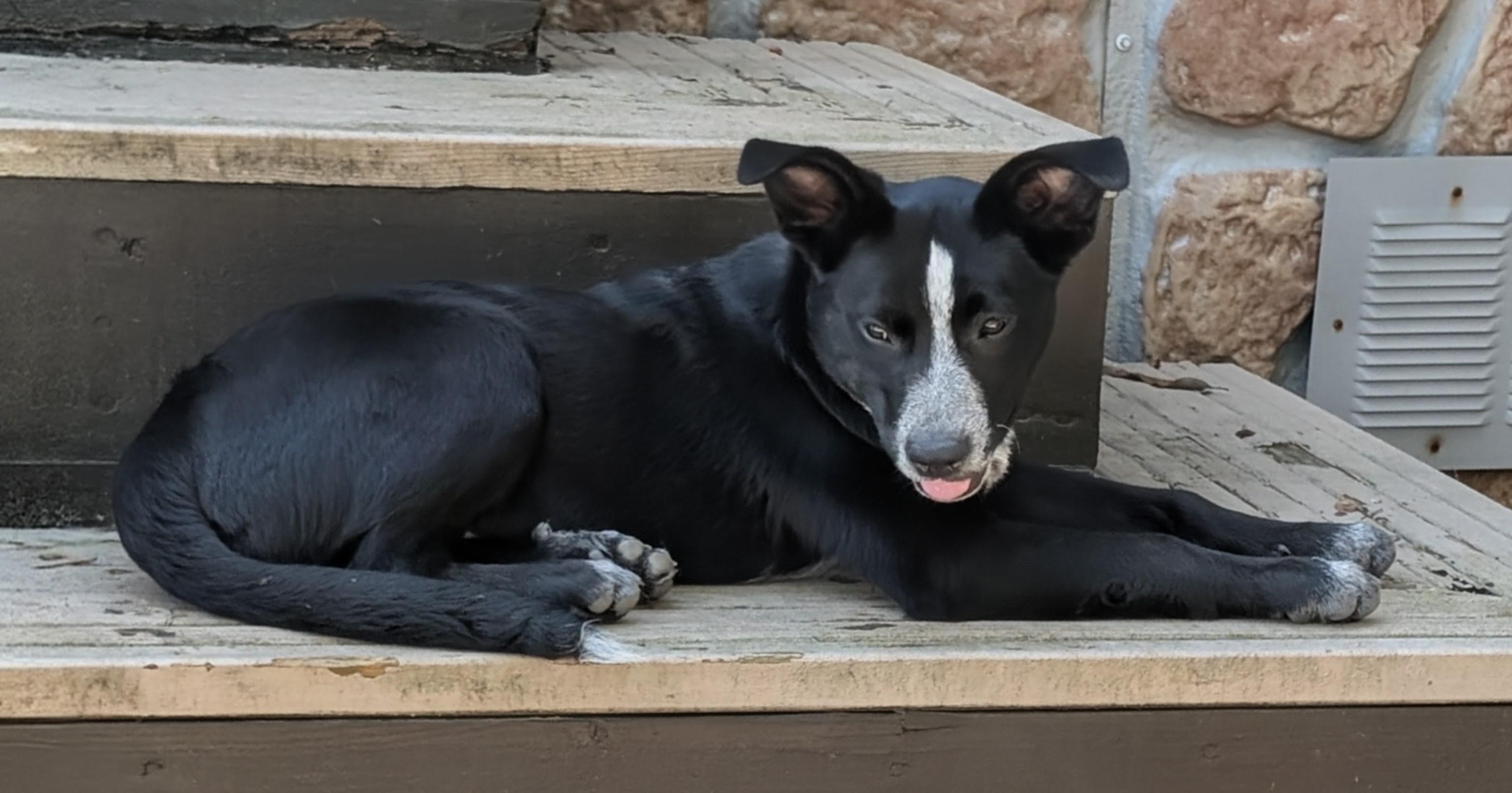 Enlarge Darcie, a ADOPTABLE mixed breed in Piney Flats, TN image 3/3