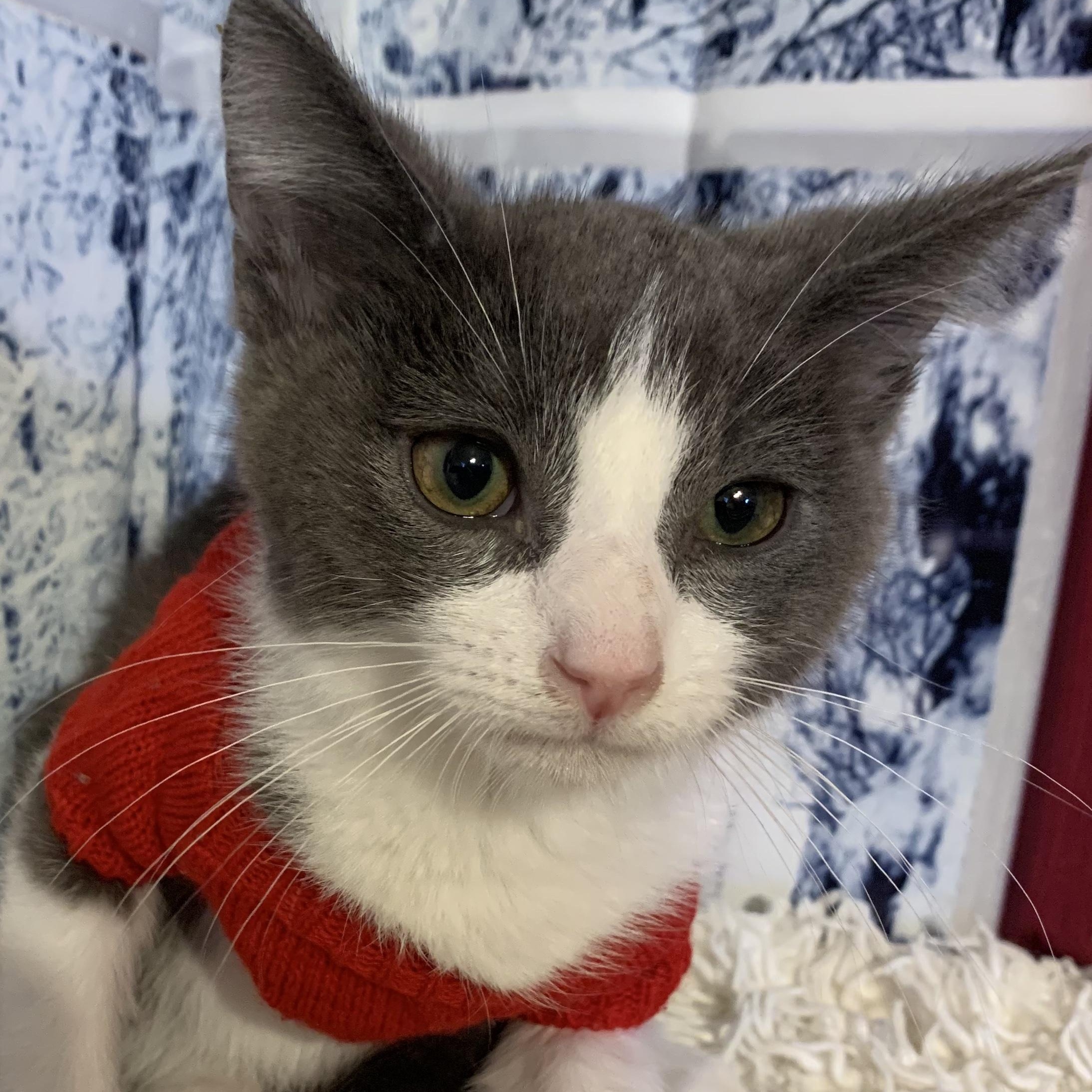 Enlarge Clark, a ADOPTABLE Domestic Short Hair in San Diego, CA image 1/3