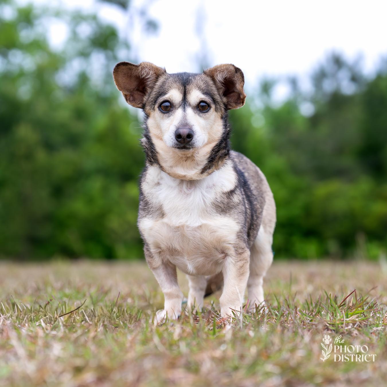 Misty, Adoptable, Adult Female Chihuahua & Chihuahua.
