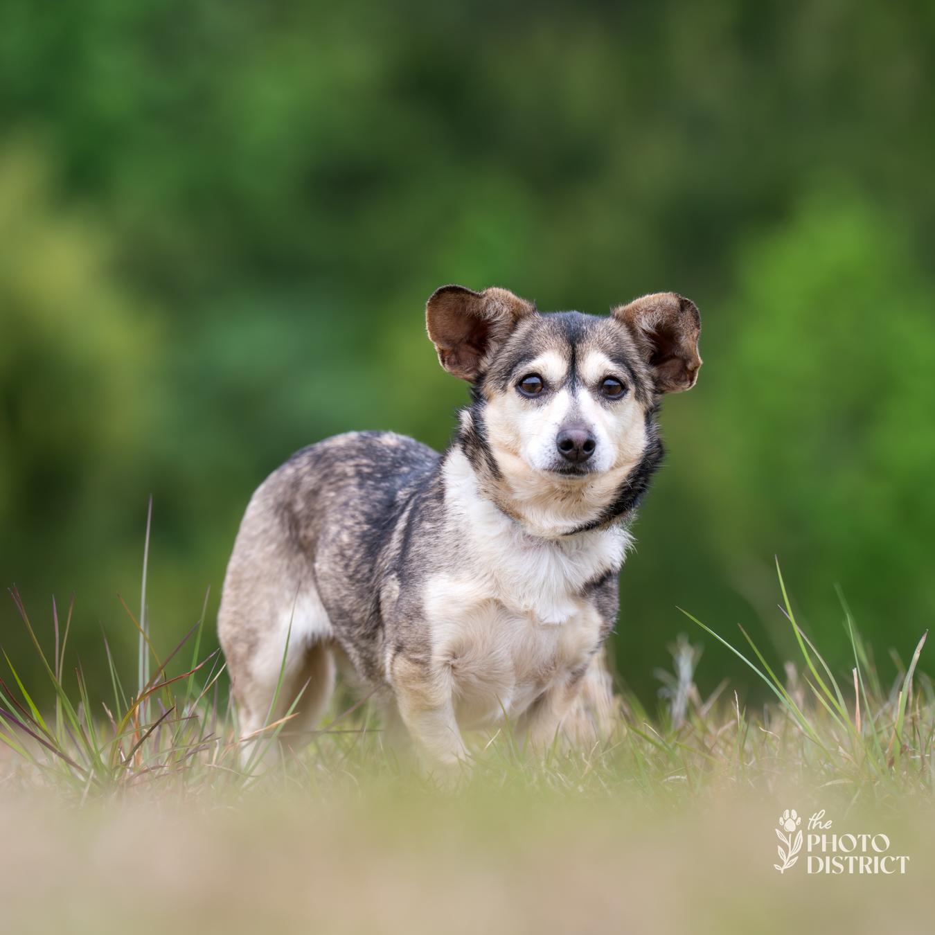 Misty, a Adoptable mixed breed in Winnabow, NC image 2/3