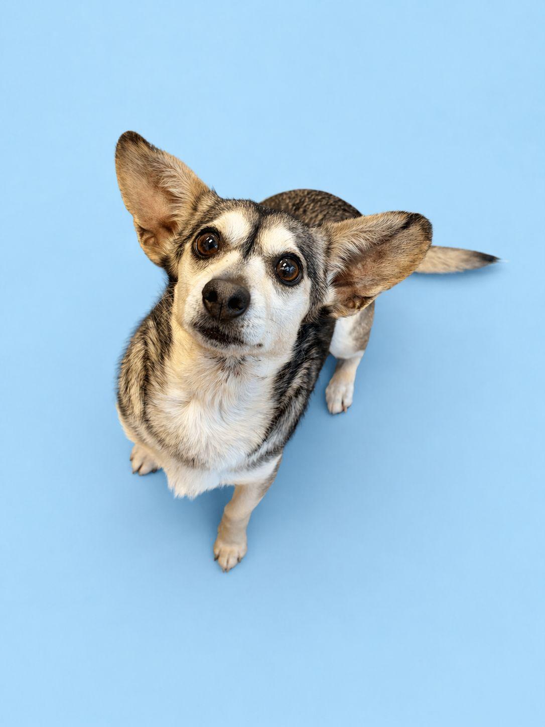 Misty, a Adoptable mixed breed in Winnabow, NC image 3/3