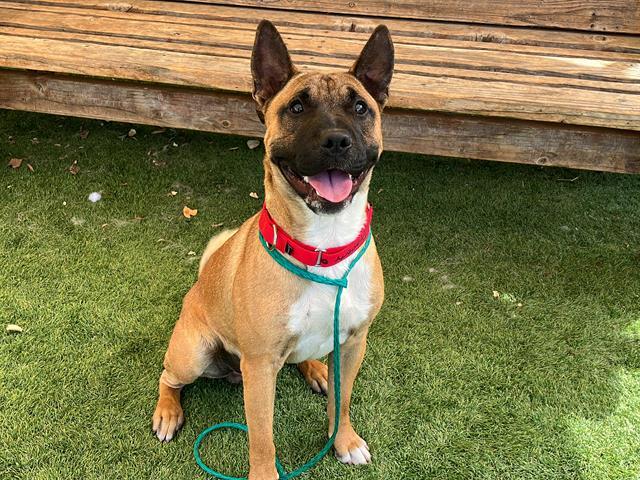 Enlarge ZIGGY, a Adoptable mixed breed in Tustin, CA image 1/1