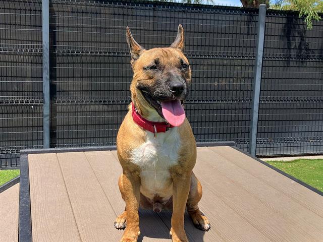 Enlarge ZIGGY, a Adoptable mixed breed in Tustin, CA image 1/1