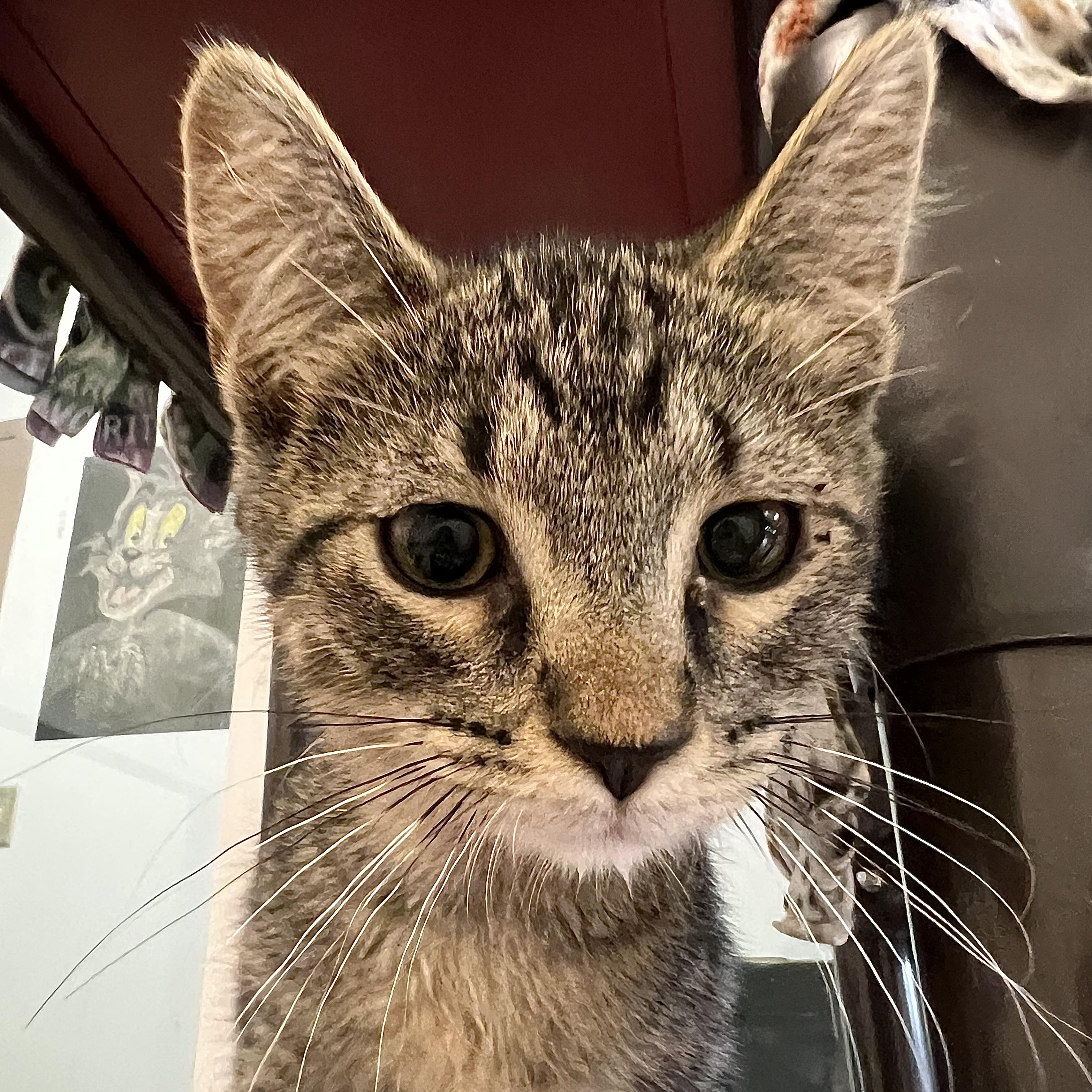 Cosmo