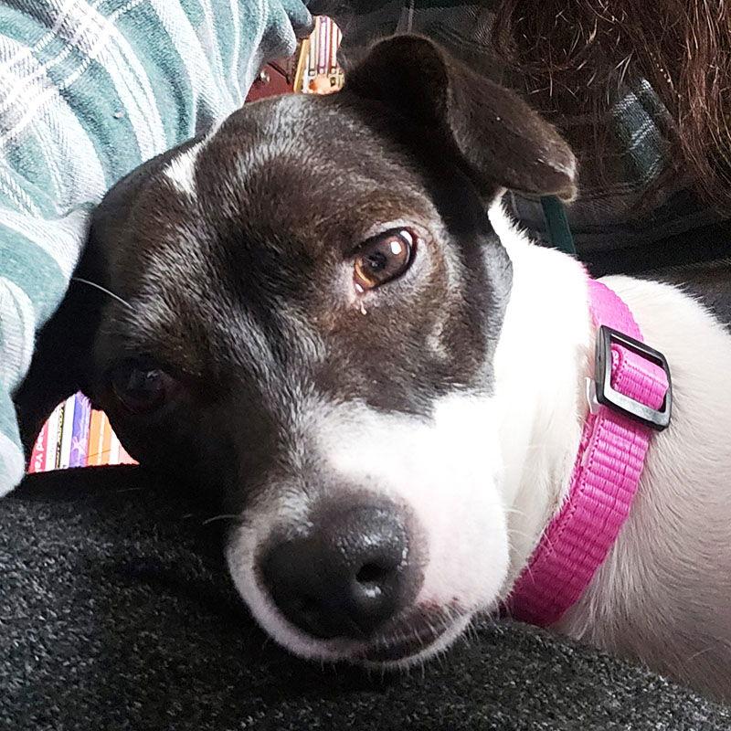 Cherri (WA), Adopted, Adult Female Rat Terrier.