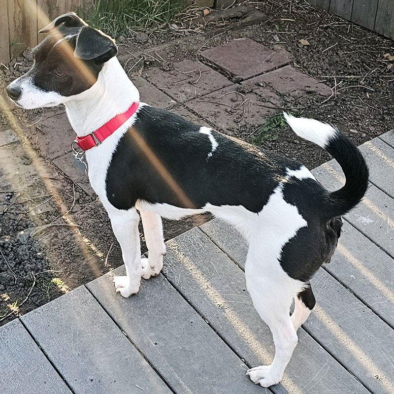 Cherri (WA), a Adopted Rat Terrier in Pullman, WA image 3/3
