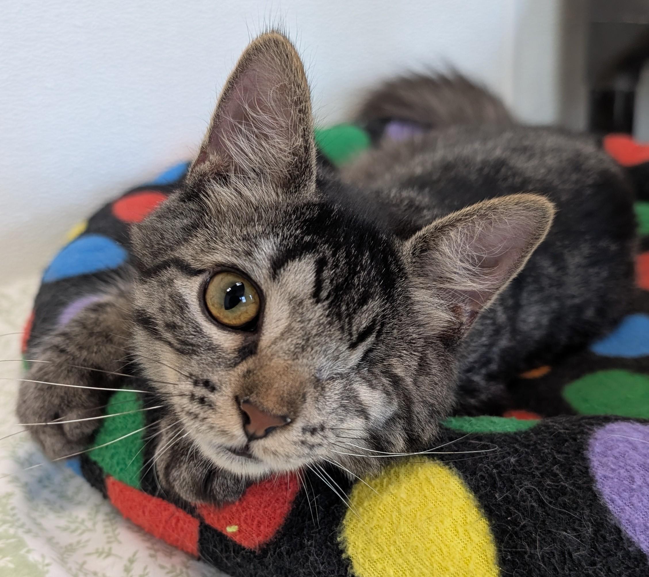 Enlarge Molly, an adoptable Domestic Medium Hair in New Ulm, MN image 1/2