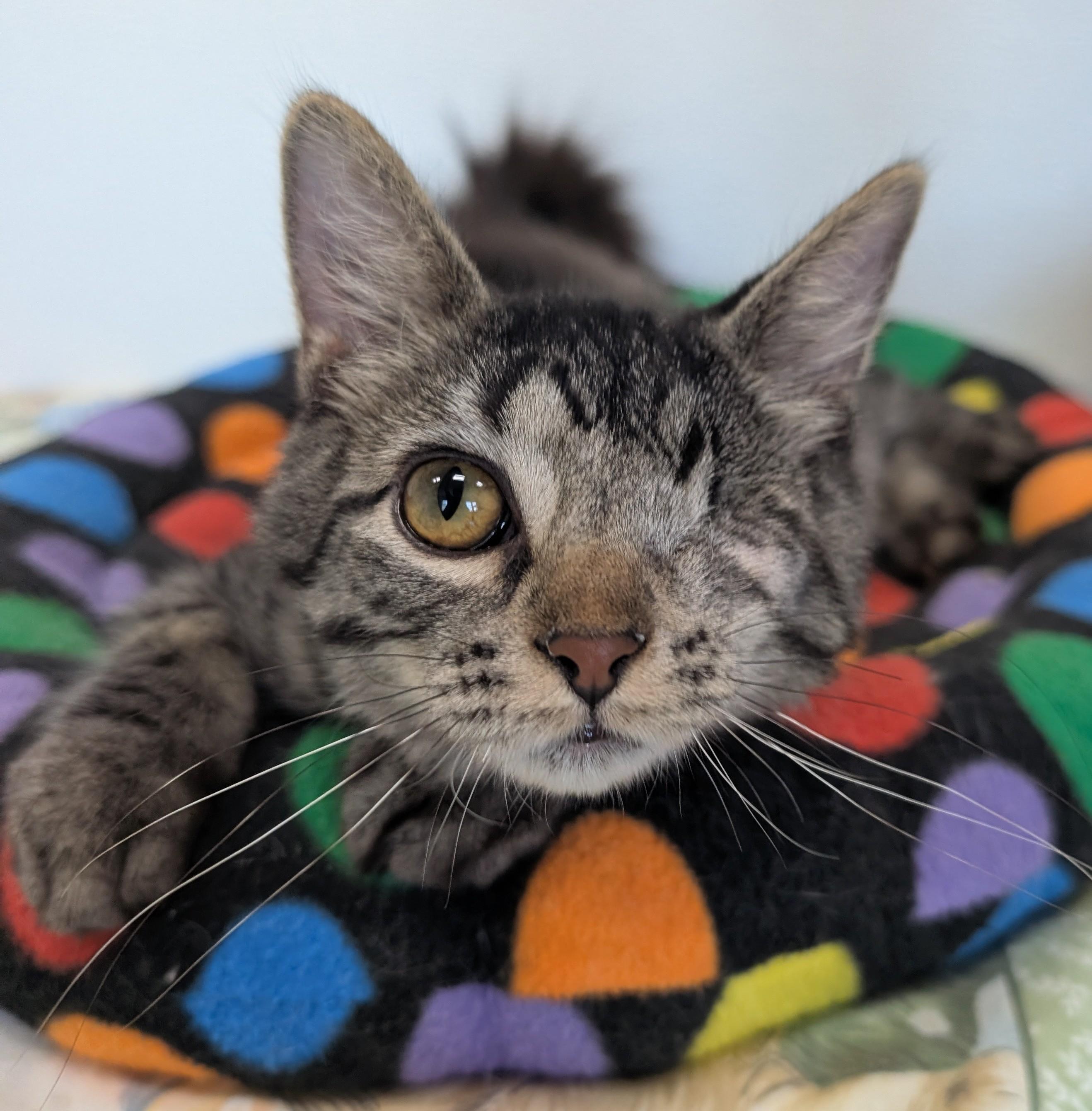 Enlarge Molly, an adoptable Domestic Medium Hair in New Ulm, MN image 2/2