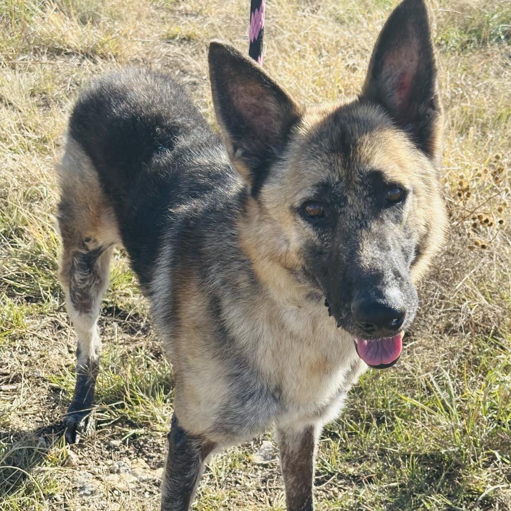 Emmett, Adoptable, Senior Male German Shepherd Dog & Mixed Breed.