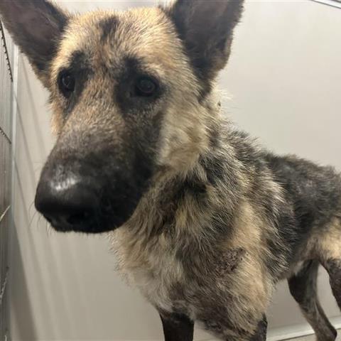 Enlarge Emmett, a Adoptable mixed breed in Hagerstown, MD image 2/2