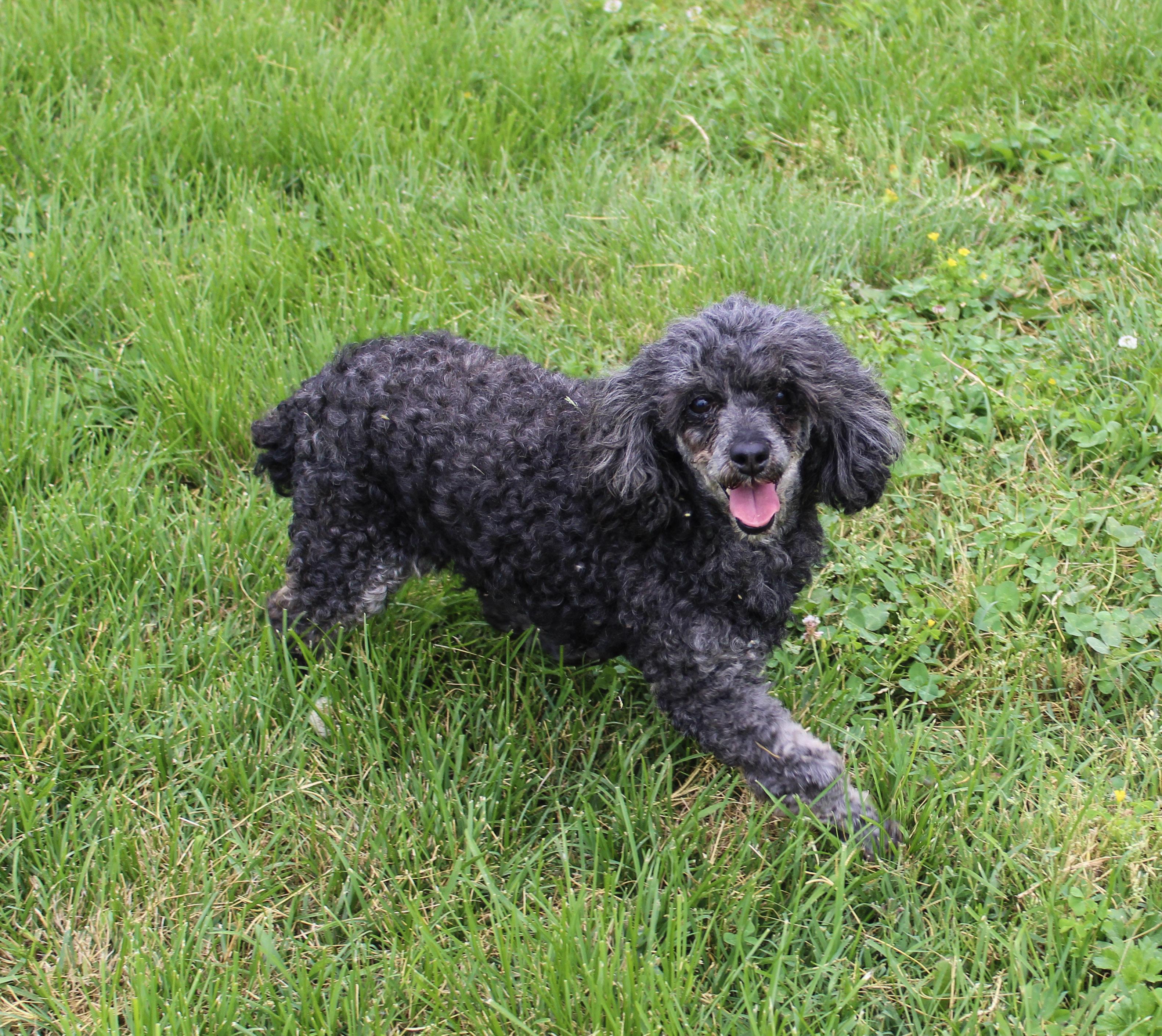 Enlarge Lady Phantom, a ADOPTABLE Poodle (Toy) in Neosho, MO image 2/3
