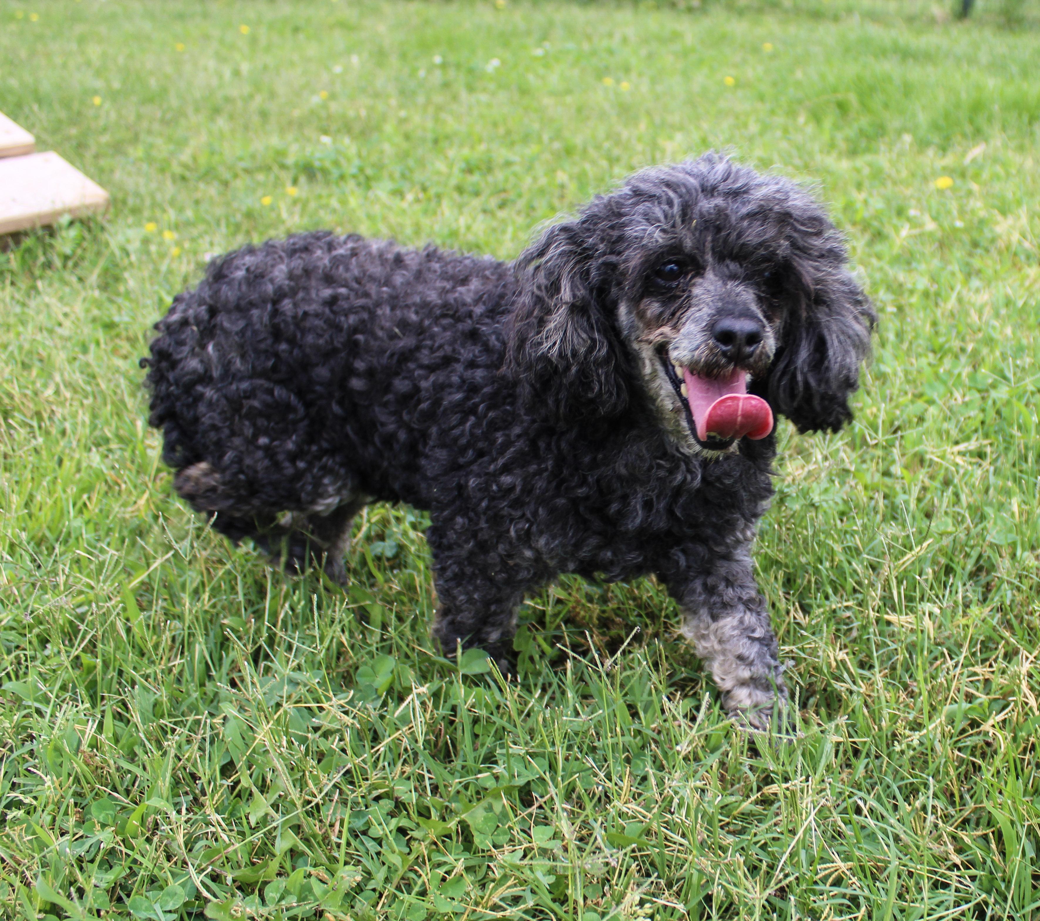 Lady Phantom, ADOPTABLE, Adult Female Poodle (Toy).