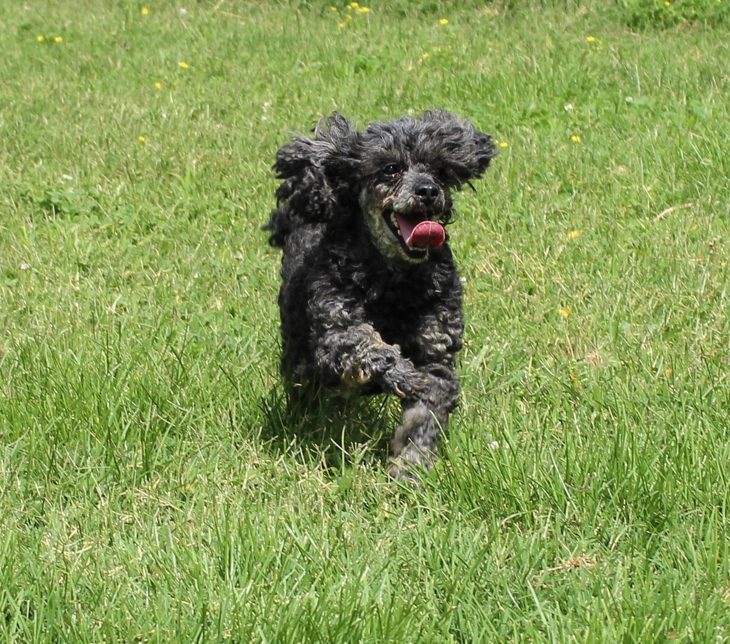 Enlarge Lady Phantom, a ADOPTABLE Poodle (Toy) in Neosho, MO image 3/3