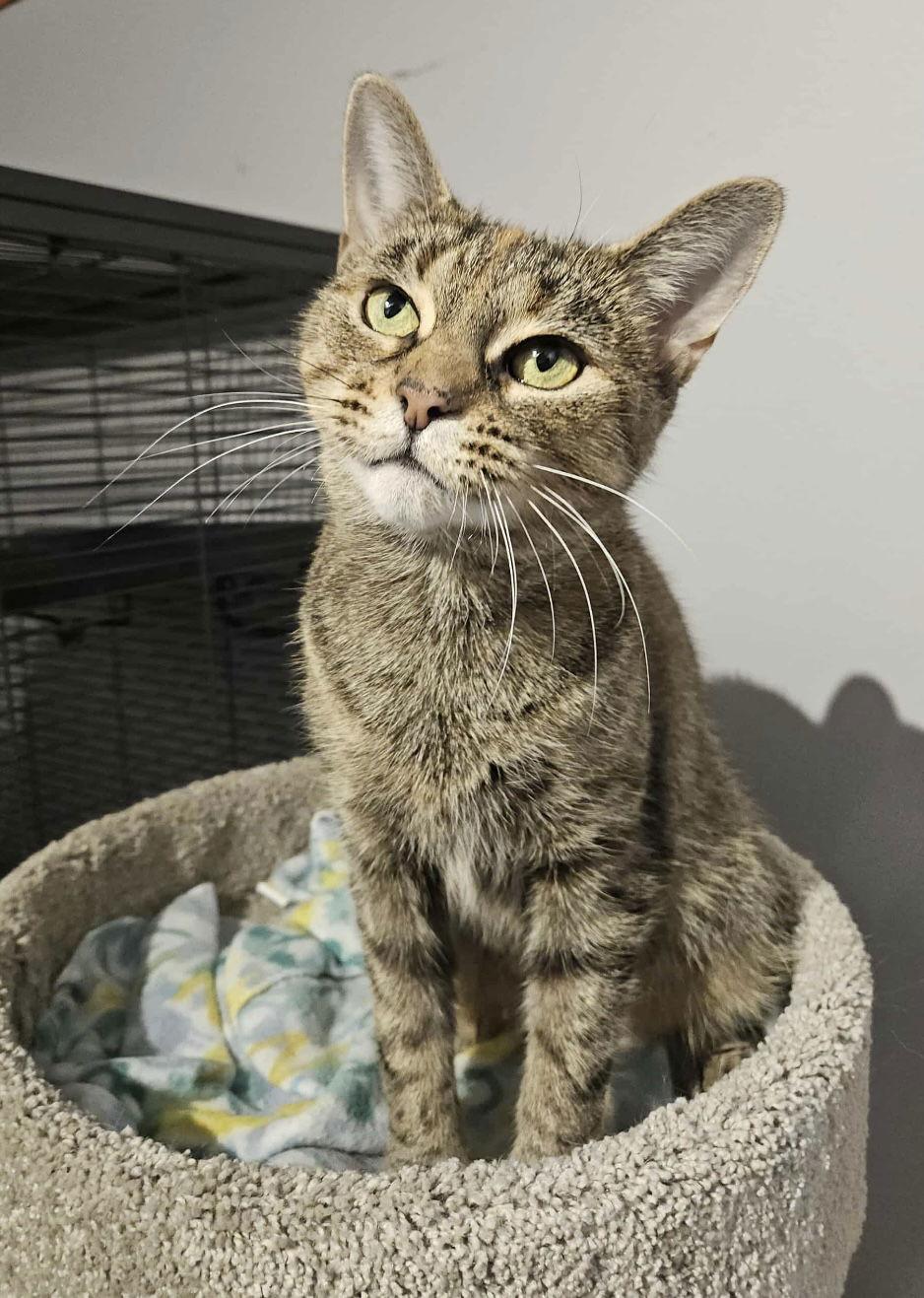 DEER, Adoptable, Adult Female Domestic Short Hair & Tabby.