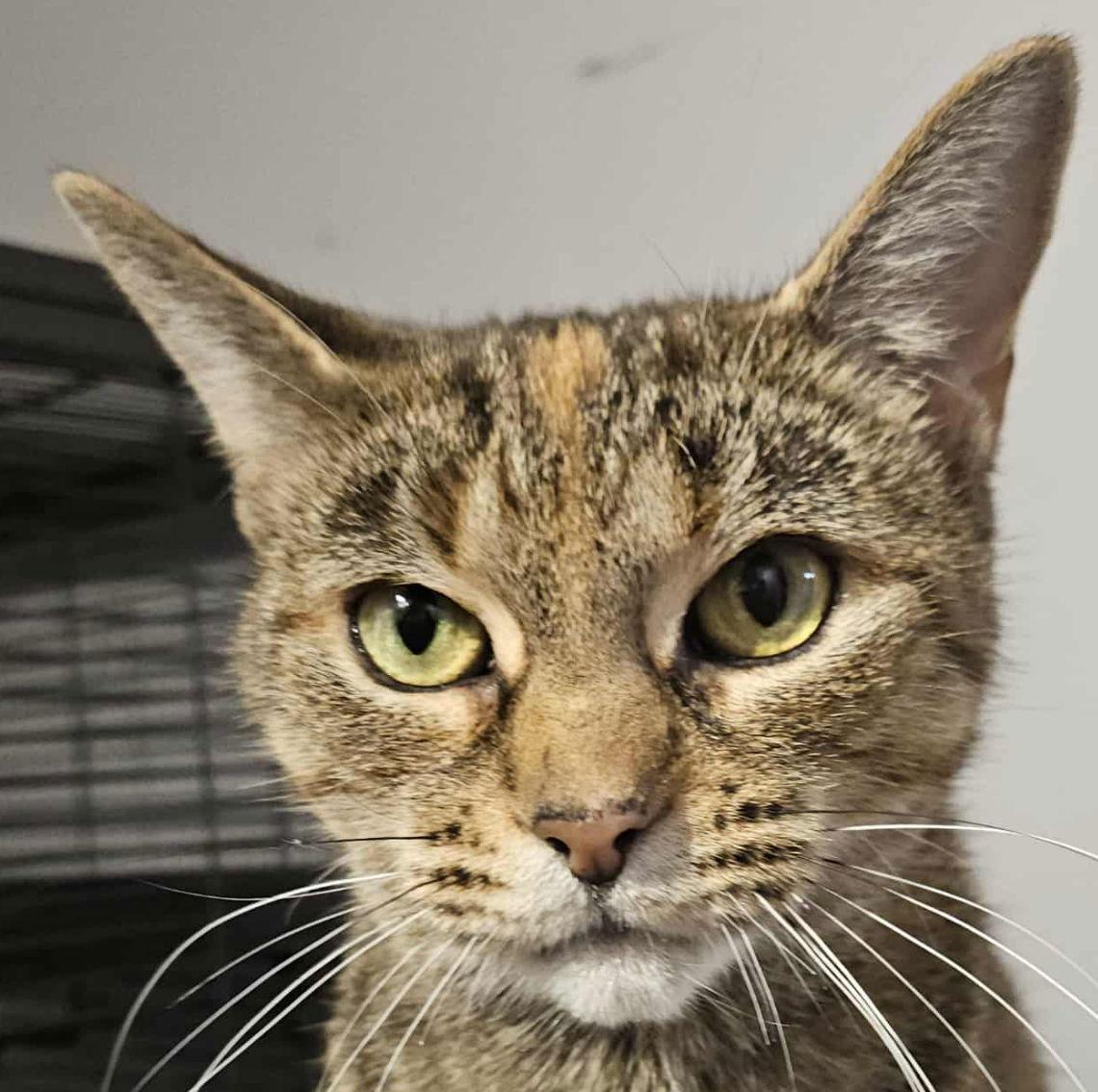 DEER, a Adoptable mixed breed image 2/3