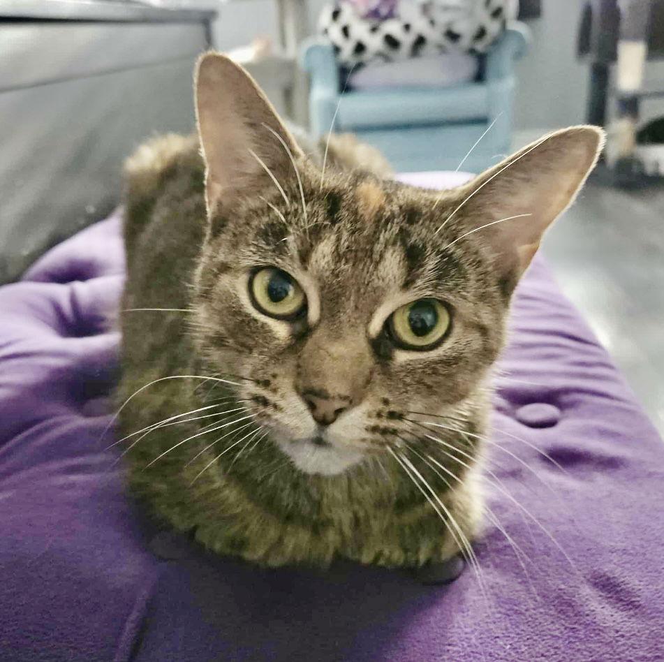 DEER, a Adoptable mixed breed image 3/3