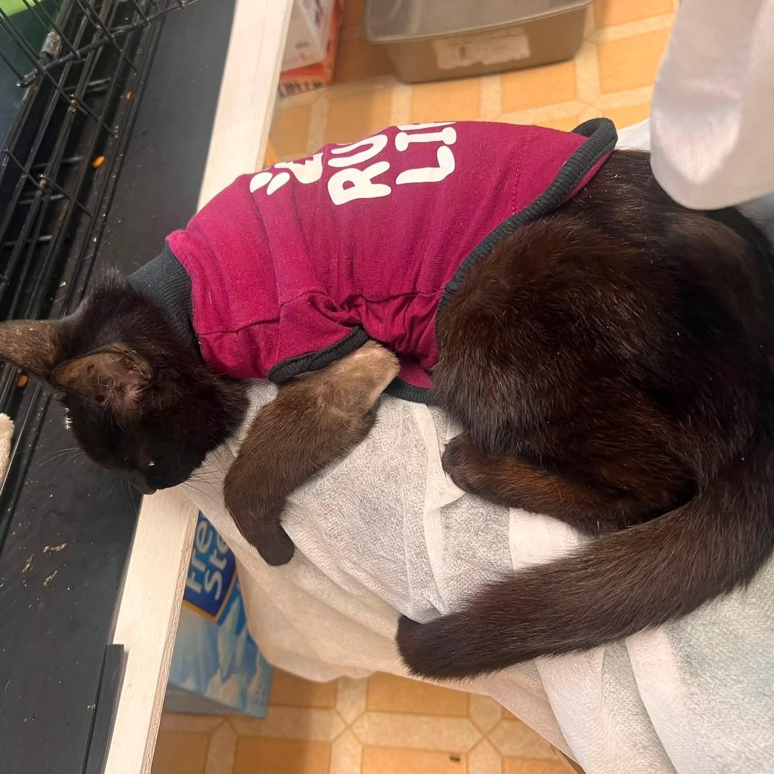 Ryver, an adopted Domestic Short Hair in Wells, ME image 1/2