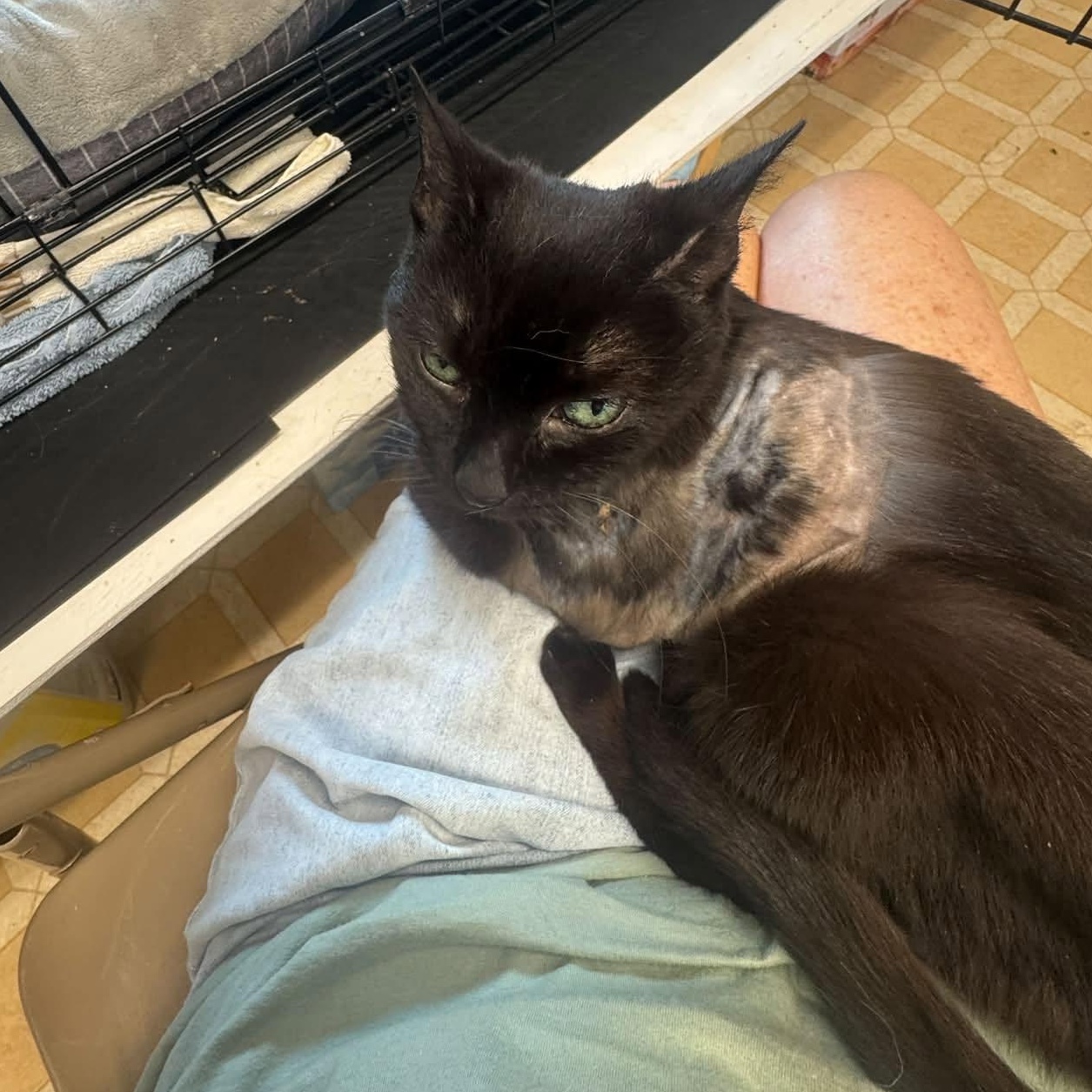 Ryver, an adopted Domestic Short Hair in Wells, ME image 2/2