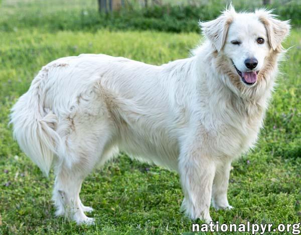 Betty in TN - Thrives On Attention, an adopted Great Pyrenees in Lebanon, TN image 3/3