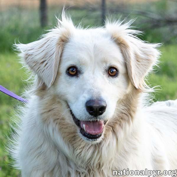 Betty in TN - Thrives On Attention, adopted, Young Female Great Pyrenees.