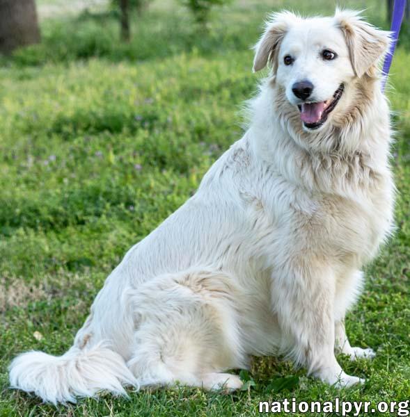 Betty in TN - Thrives On Attention, an adopted Great Pyrenees in Lebanon, TN image 2/3
