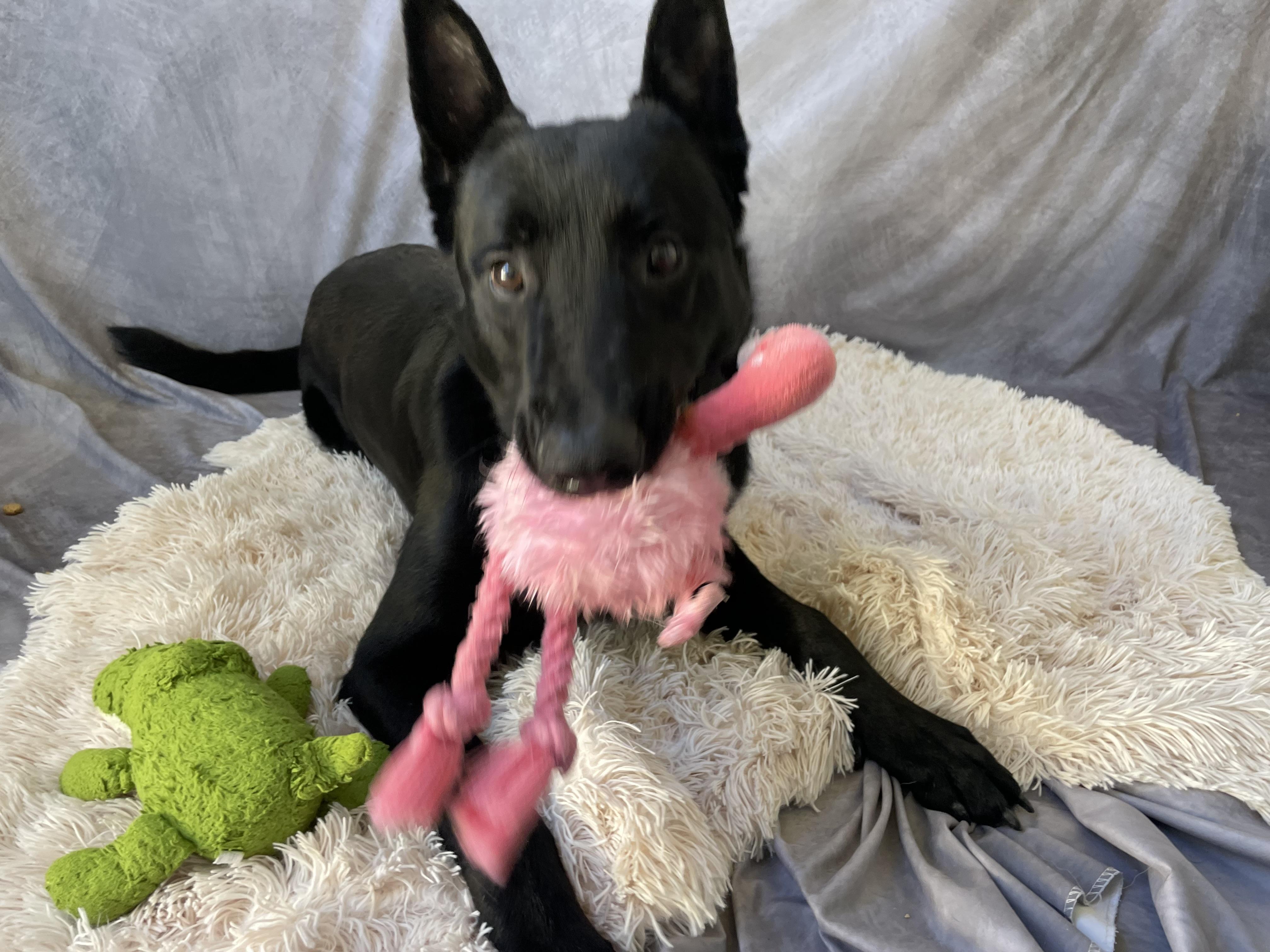 Enlarge Randy, a Adoptable mixed breed in Salinas, CA image 3/6