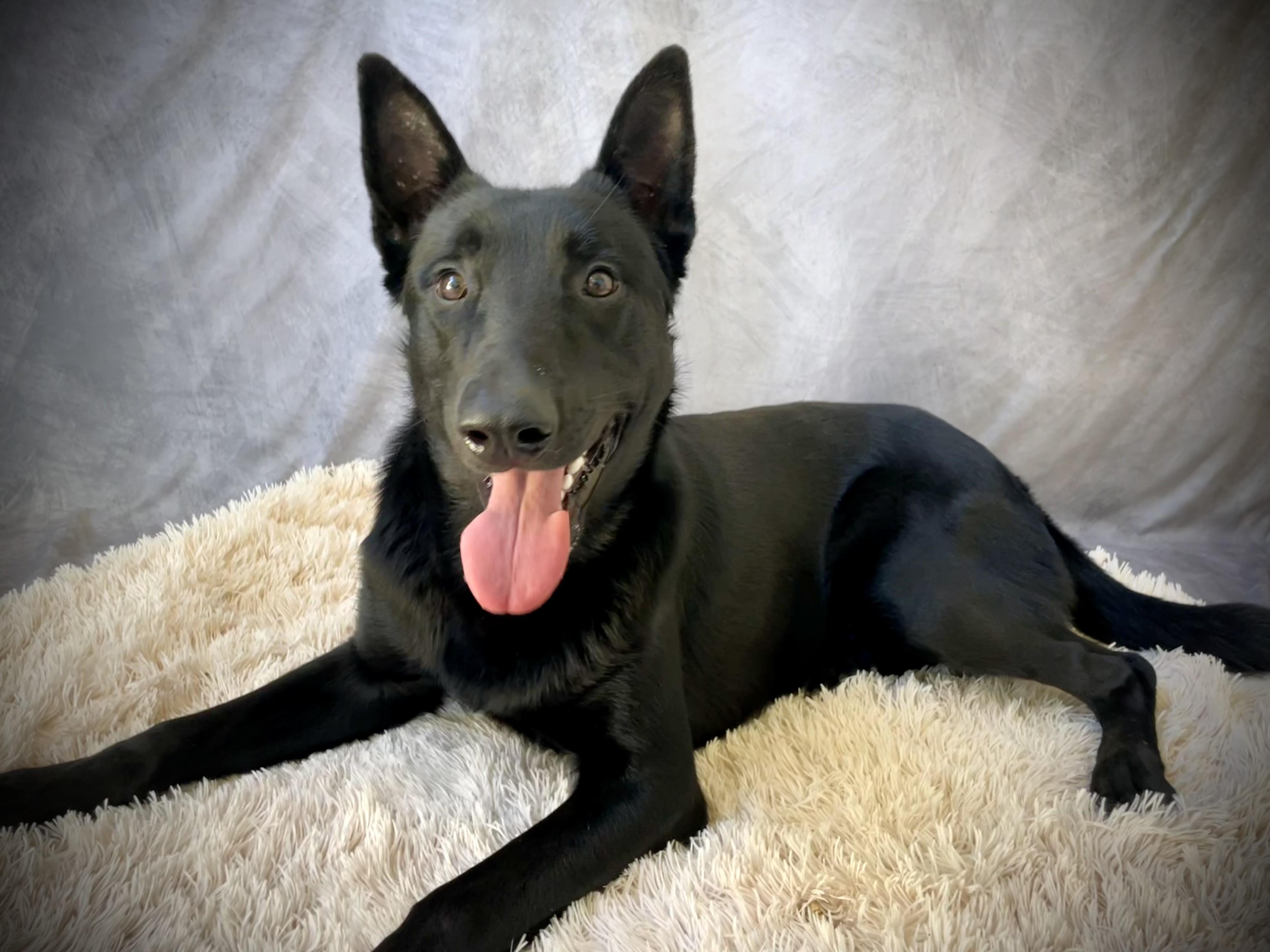 Enlarge Randy, a Adoptable mixed breed in Salinas, CA image 2/6