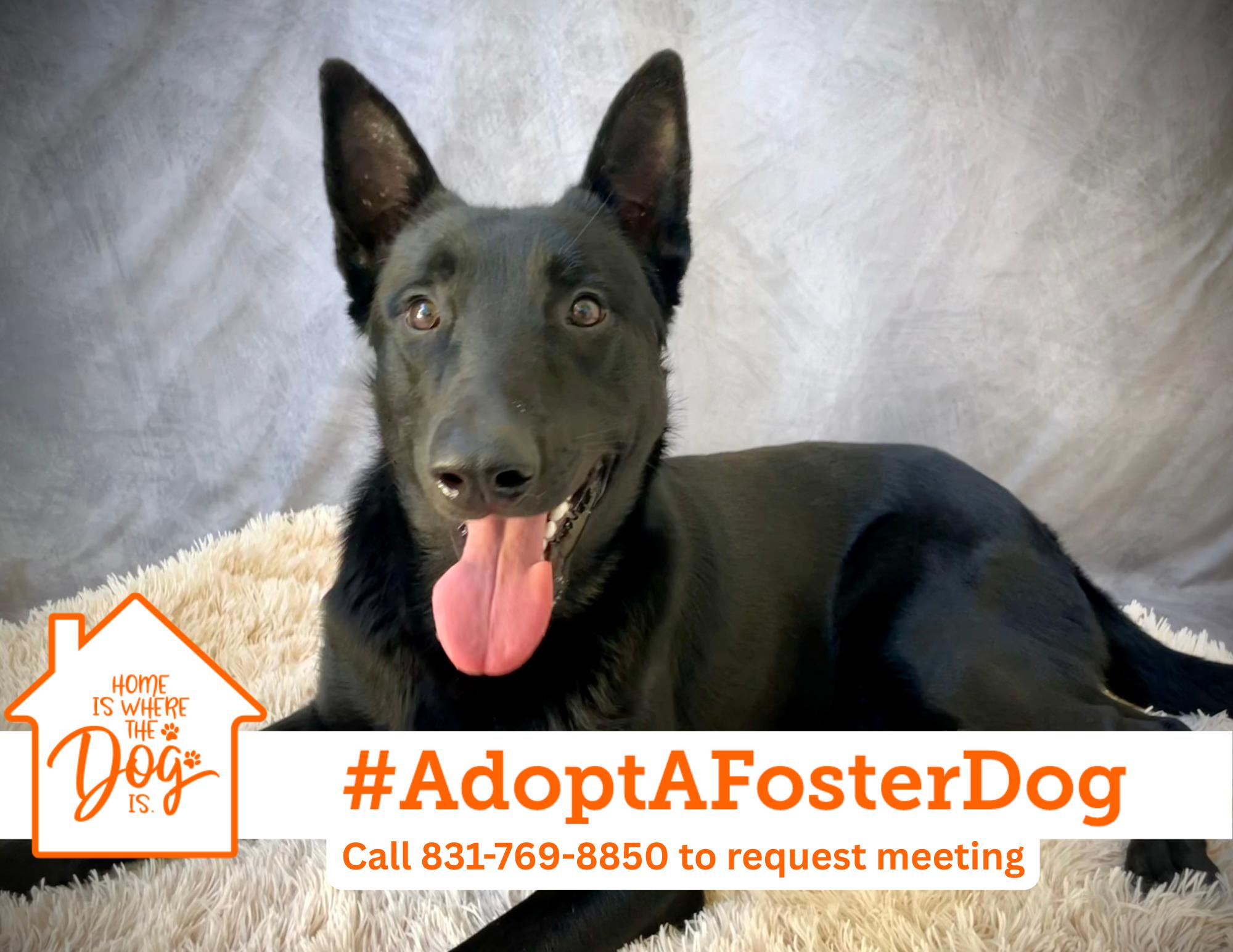 Randy, Adoptable, Young Male German Shepherd Dog.