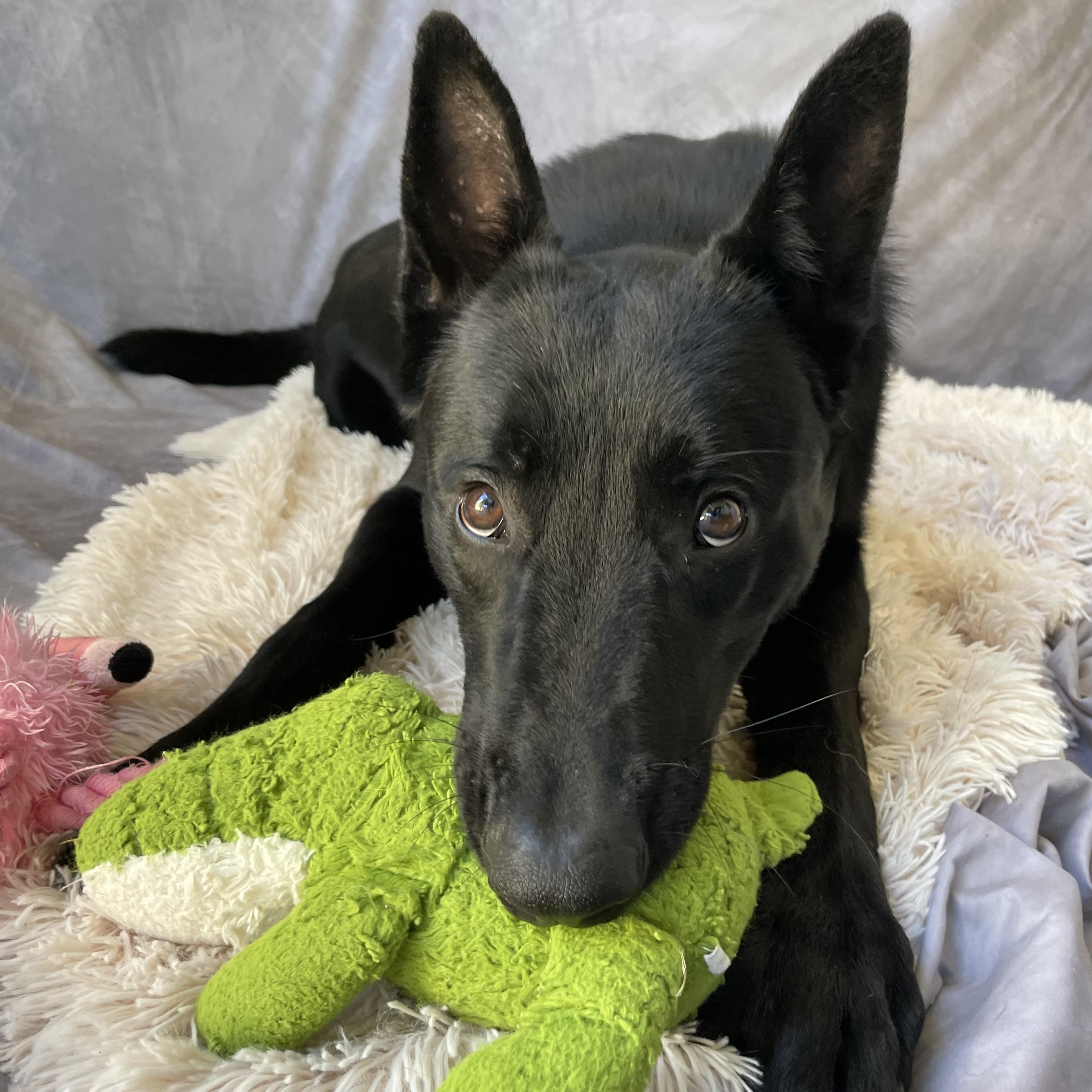 Enlarge Randy, a Adoptable mixed breed in Salinas, CA image 4/6