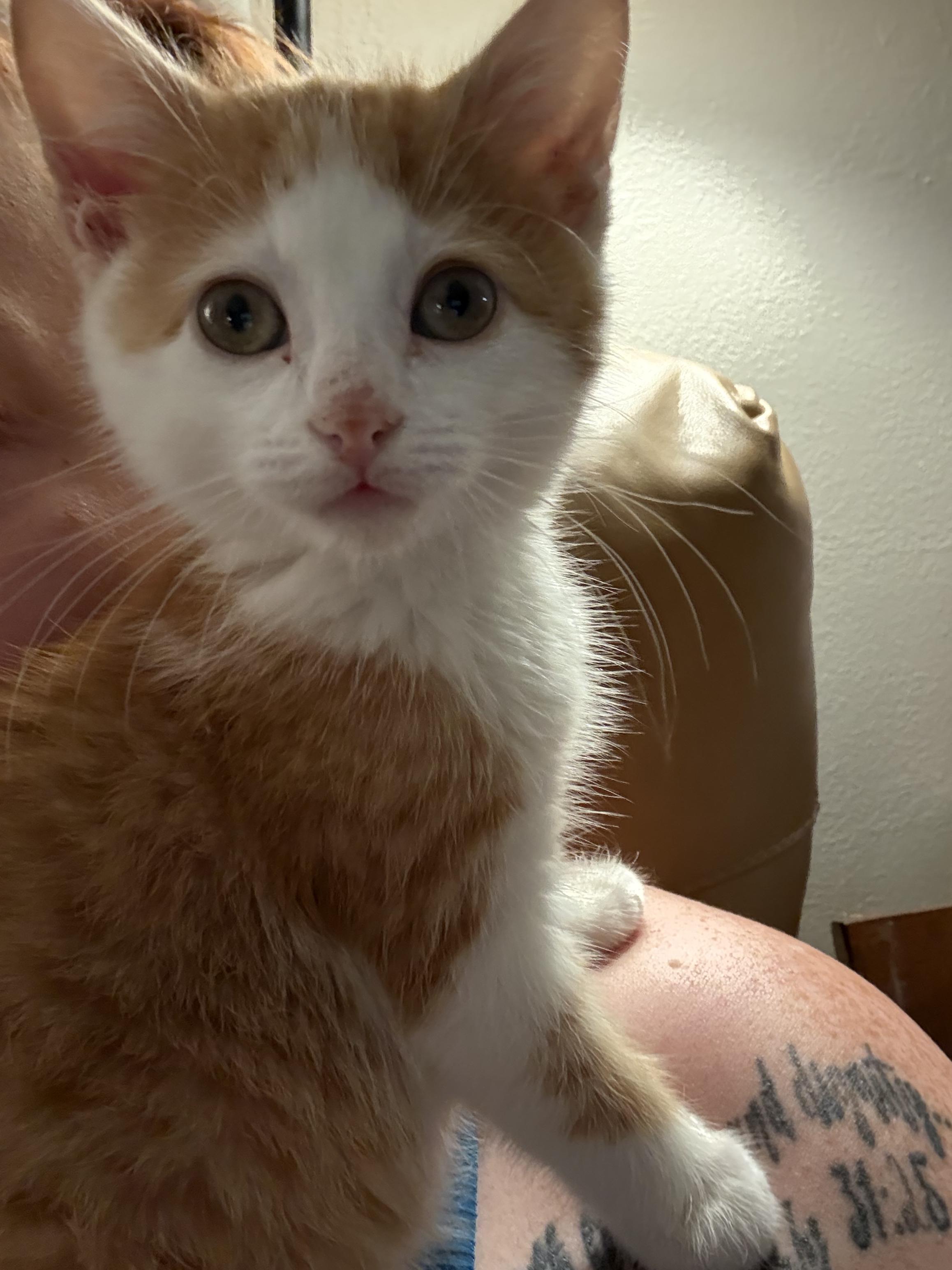 Philly, adopted, Kitten Male Domestic Short Hair.