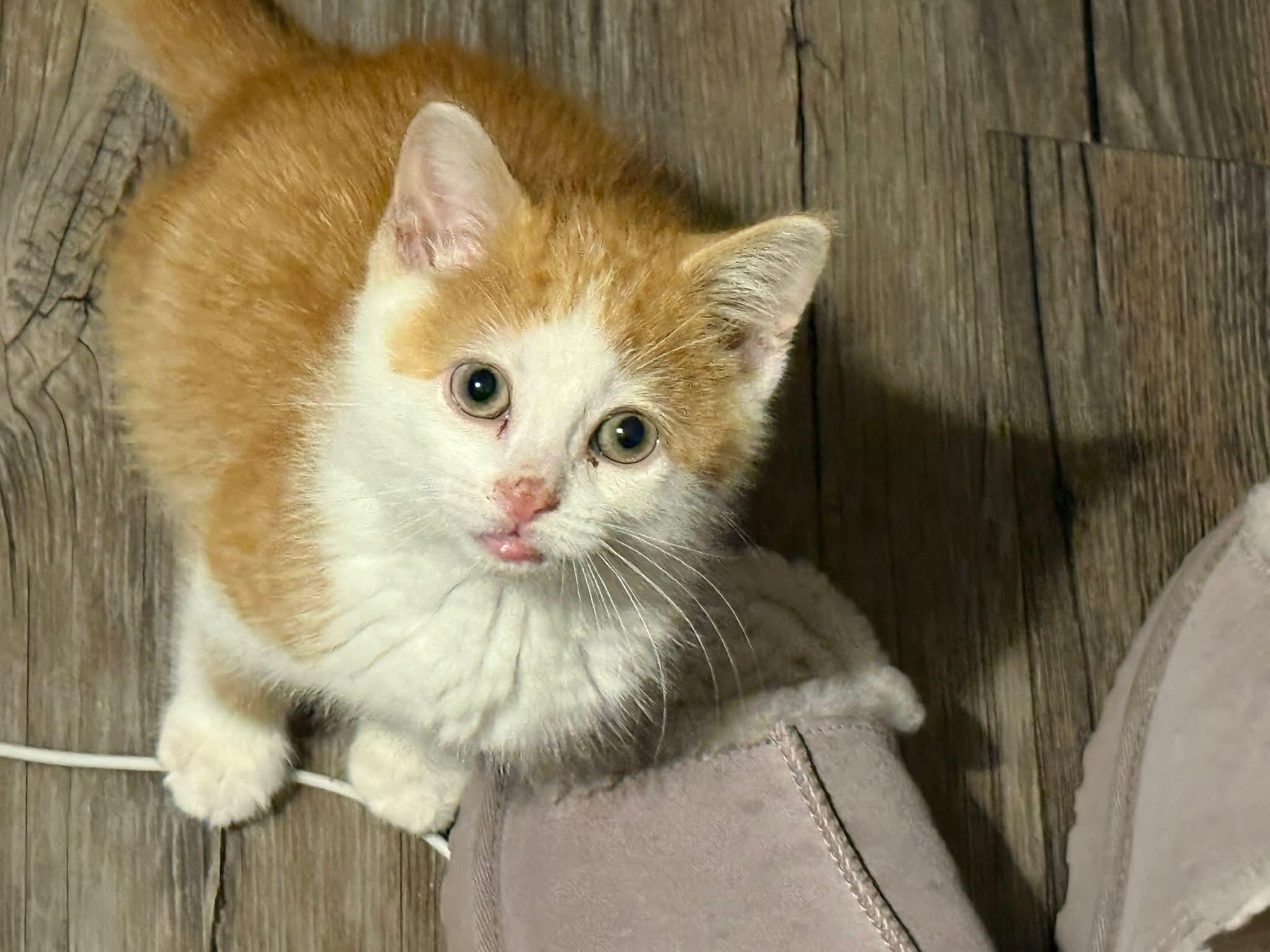 Enlarge Philly, an adopted mixed breed in Sioux City, IA image 2/6