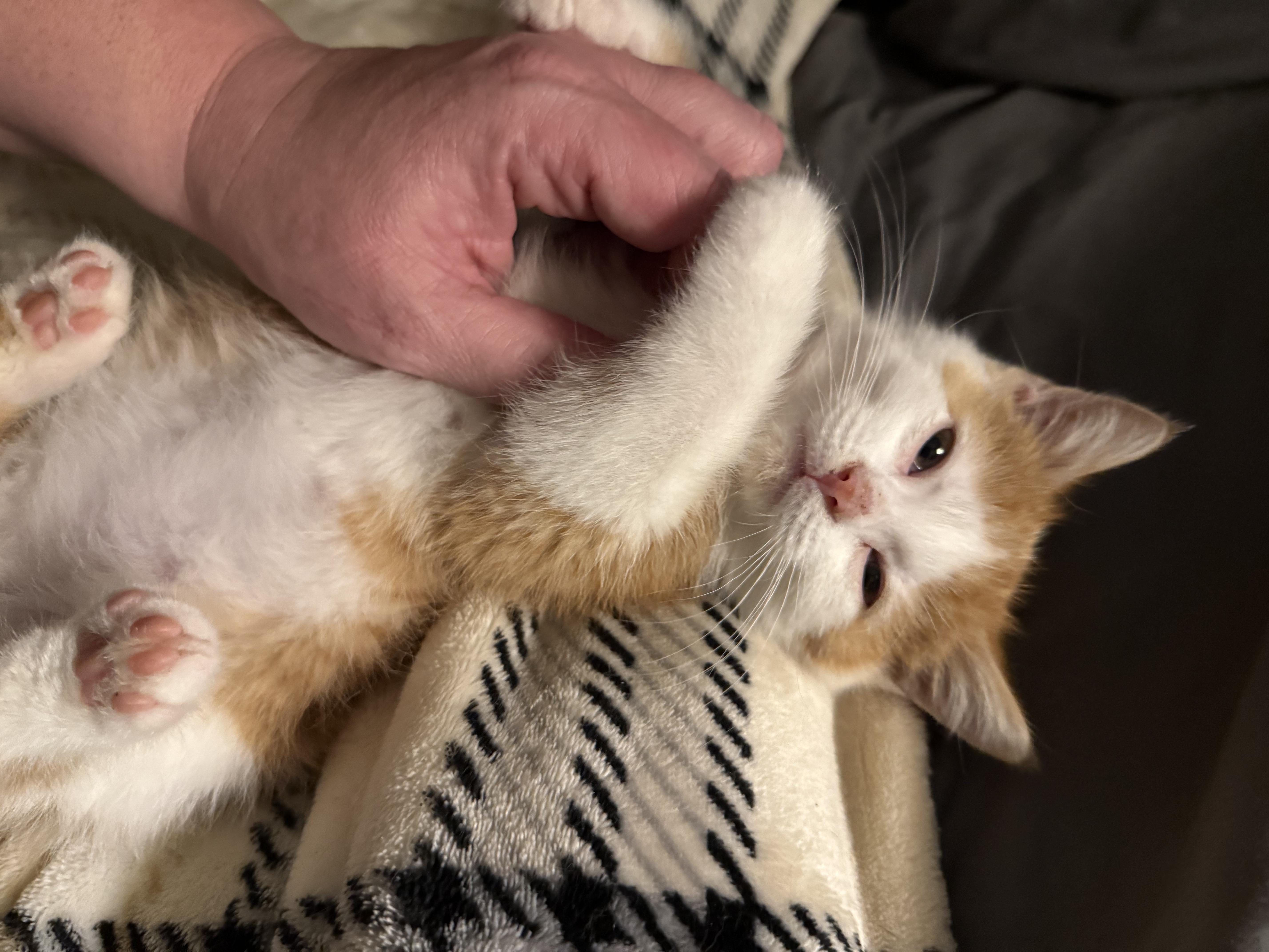 Enlarge Philly, an adopted mixed breed in Sioux City, IA image 3/6