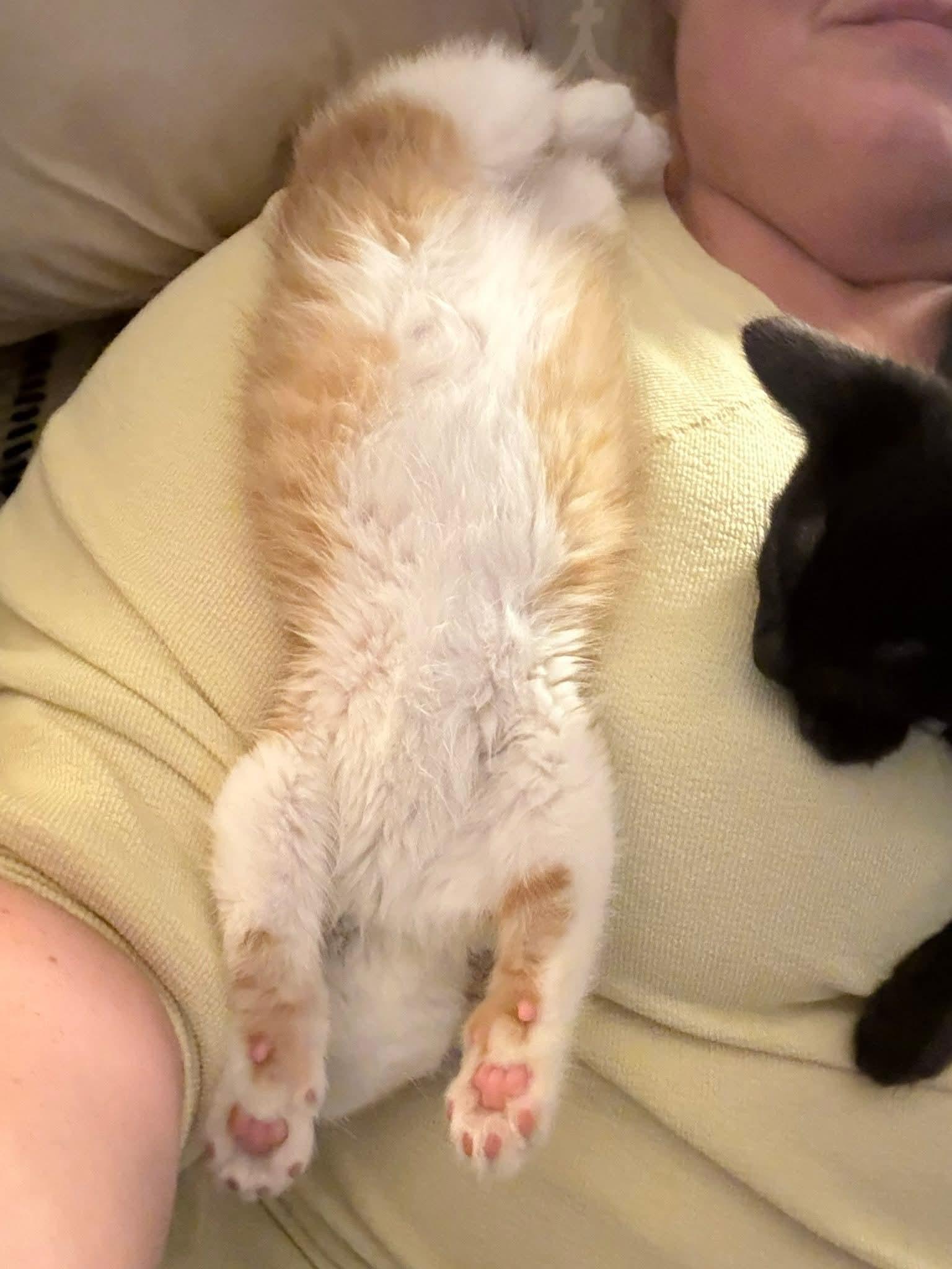 Enlarge Philly, an adopted mixed breed in Sioux City, IA image 4/6