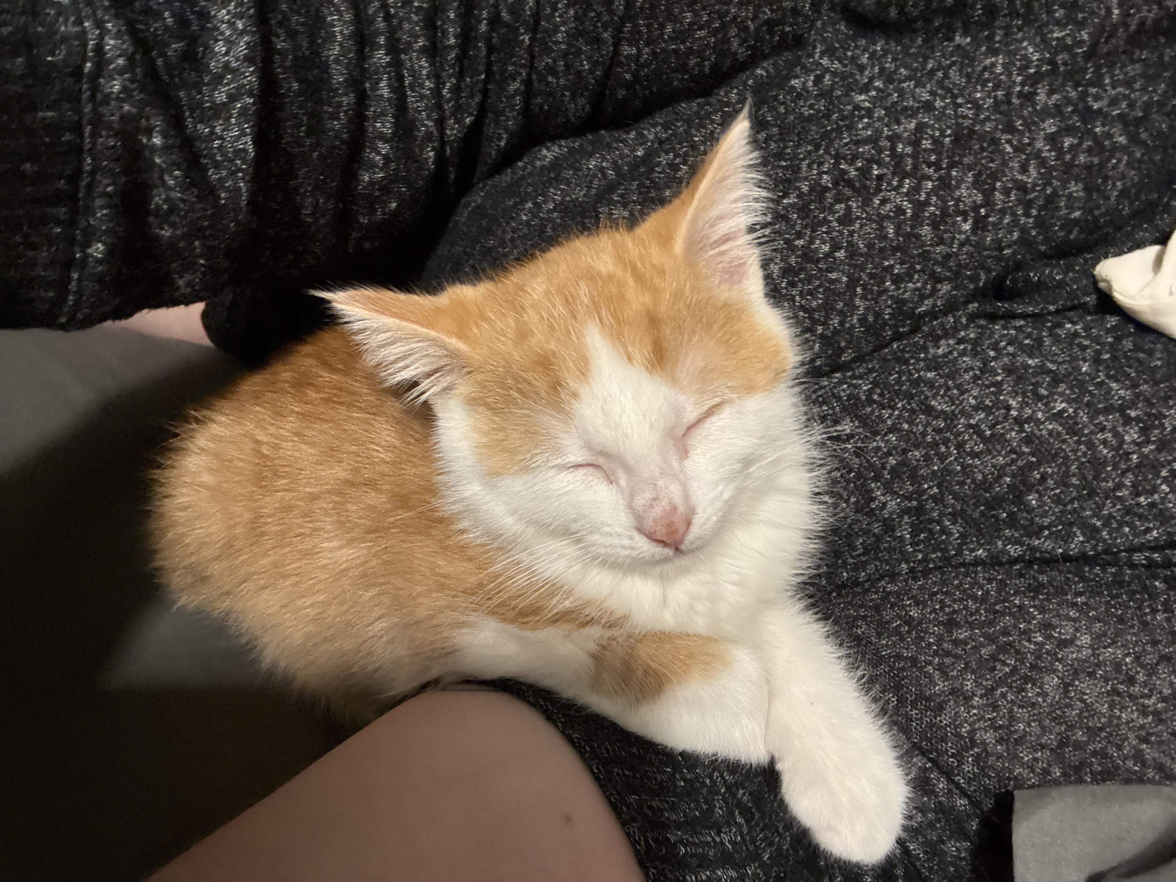 Enlarge Philly, an adopted mixed breed in Sioux City, IA image 5/6