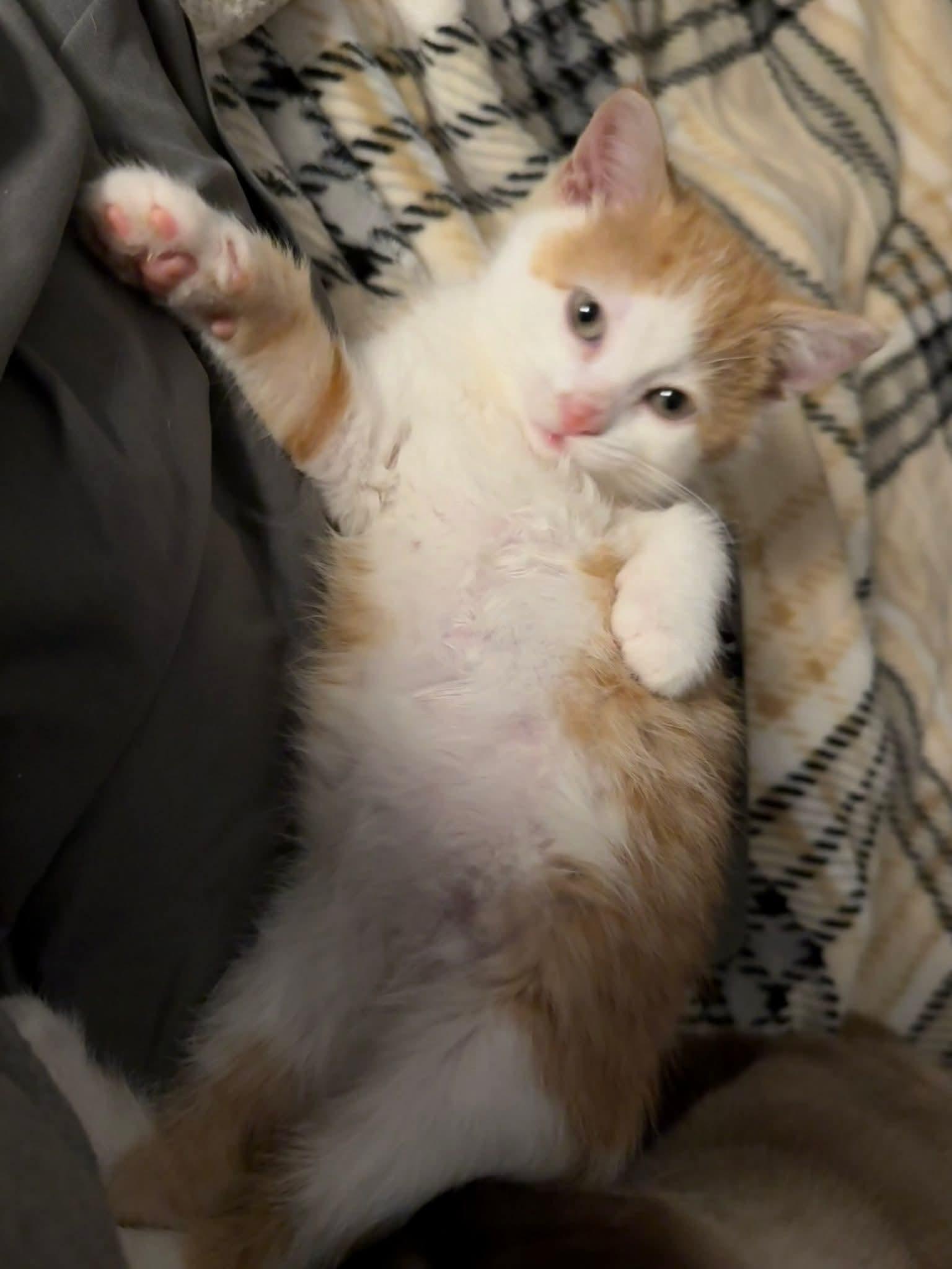 Enlarge Philly, an adopted mixed breed in Sioux City, IA image 6/6