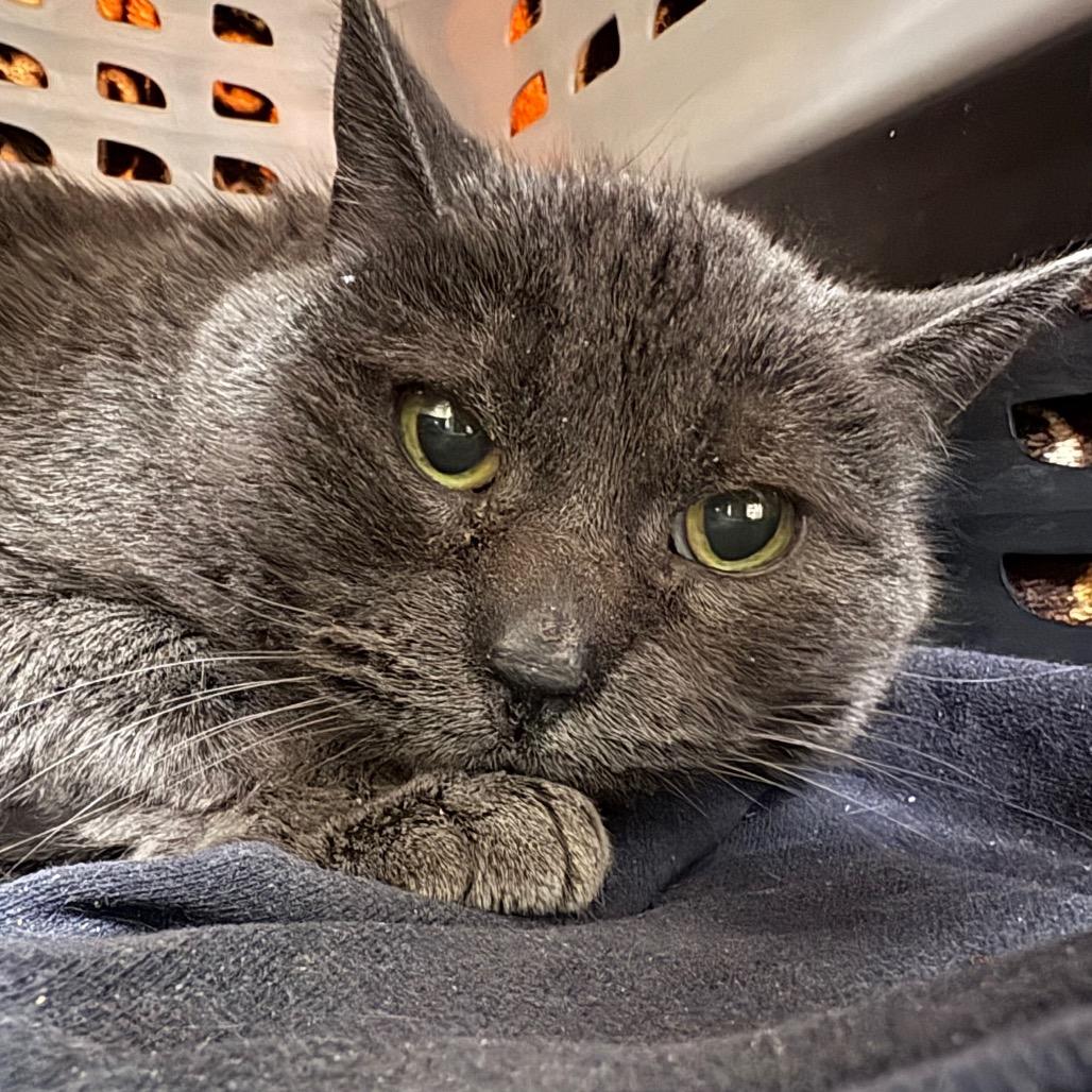 Enlarge Tink, a Adoptable Domestic Short Hair in Fairport, NY image 1/4