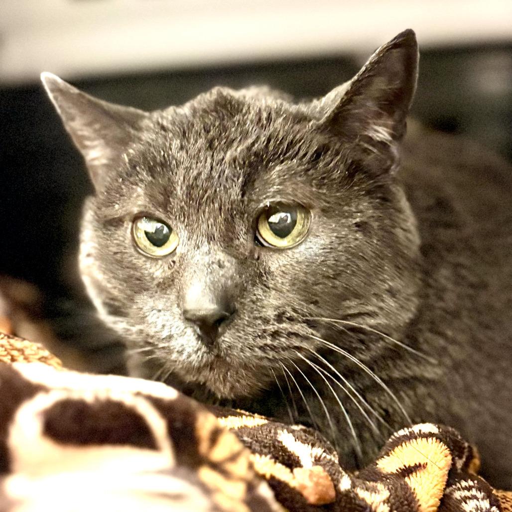 Enlarge Tink, a Adoptable Domestic Short Hair in Fairport, NY image 2/4